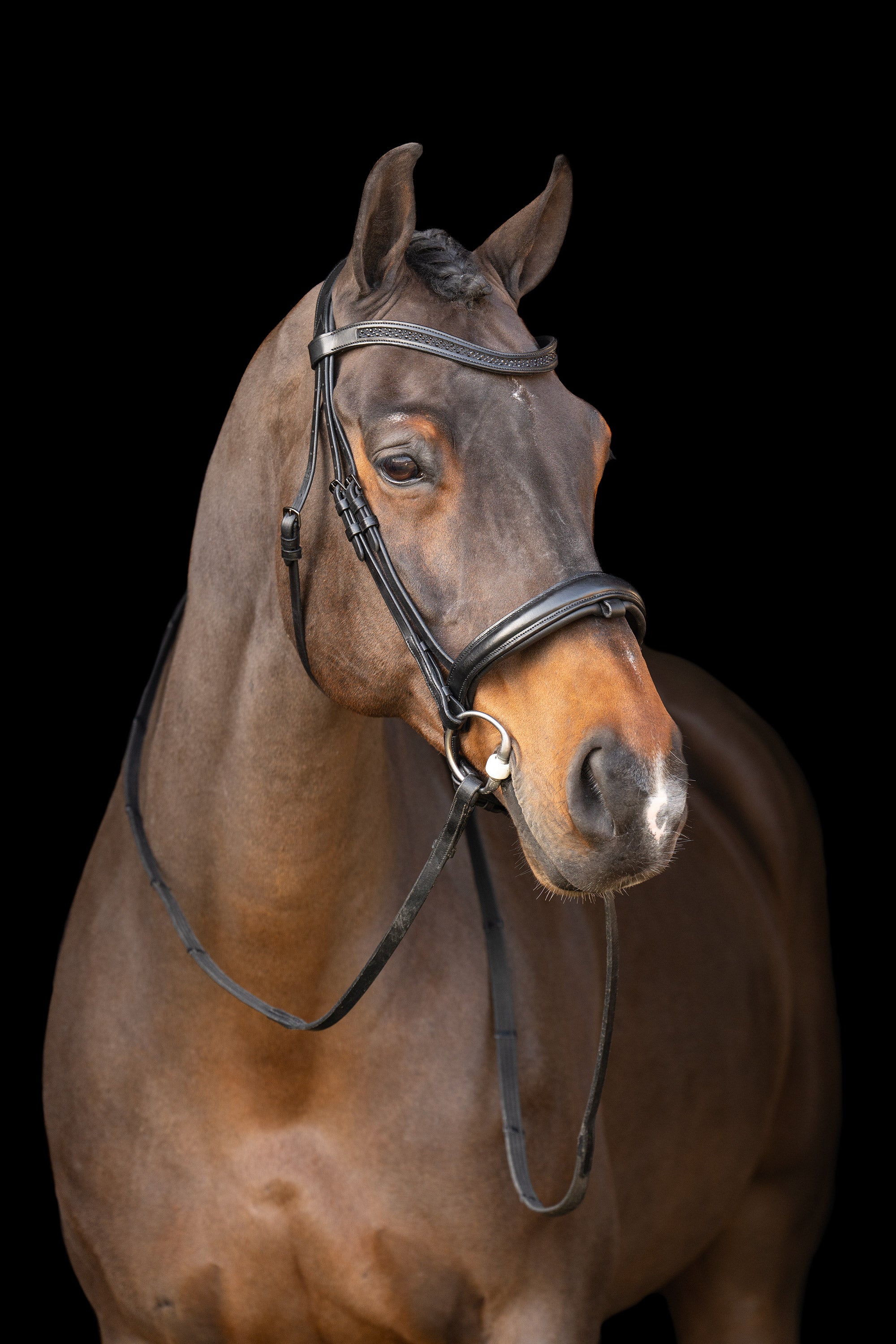 Snaffle bridle with English noseband IRH Black-Black / SH/S