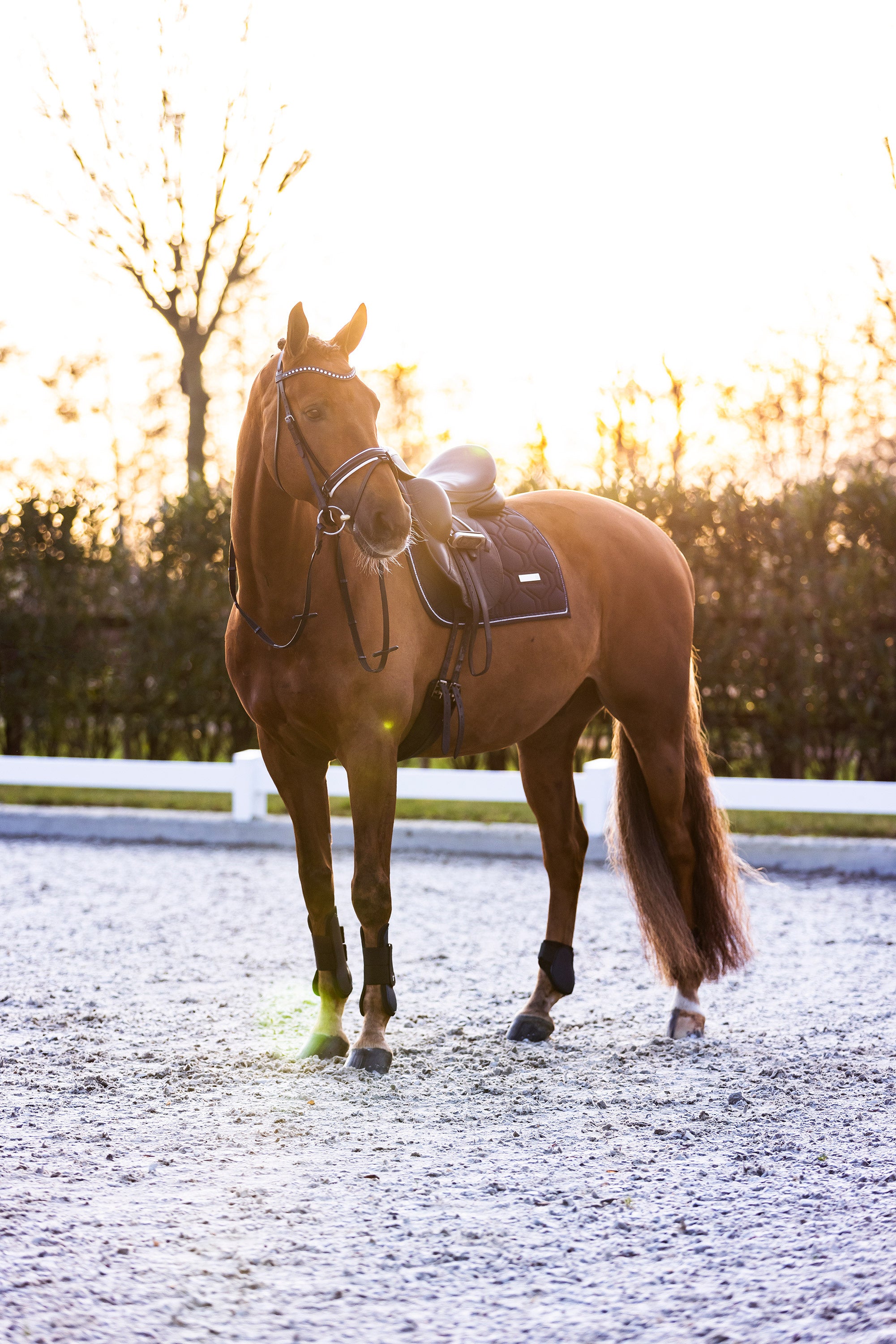 Fetlock boots IRHLovely