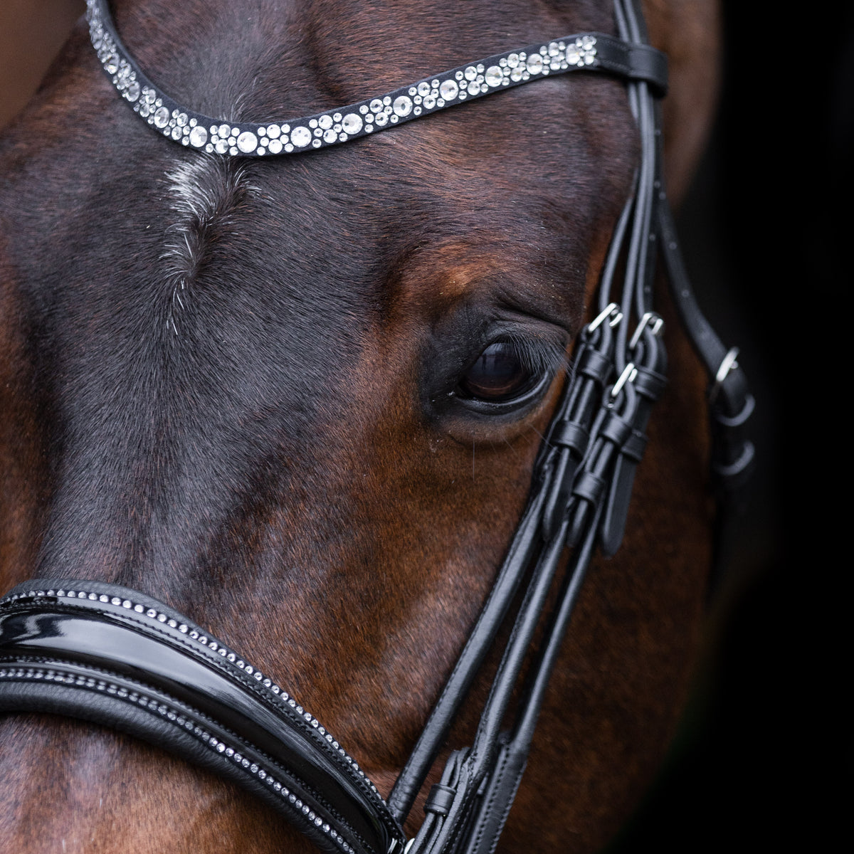 Weymouth bridle IRHOlympia