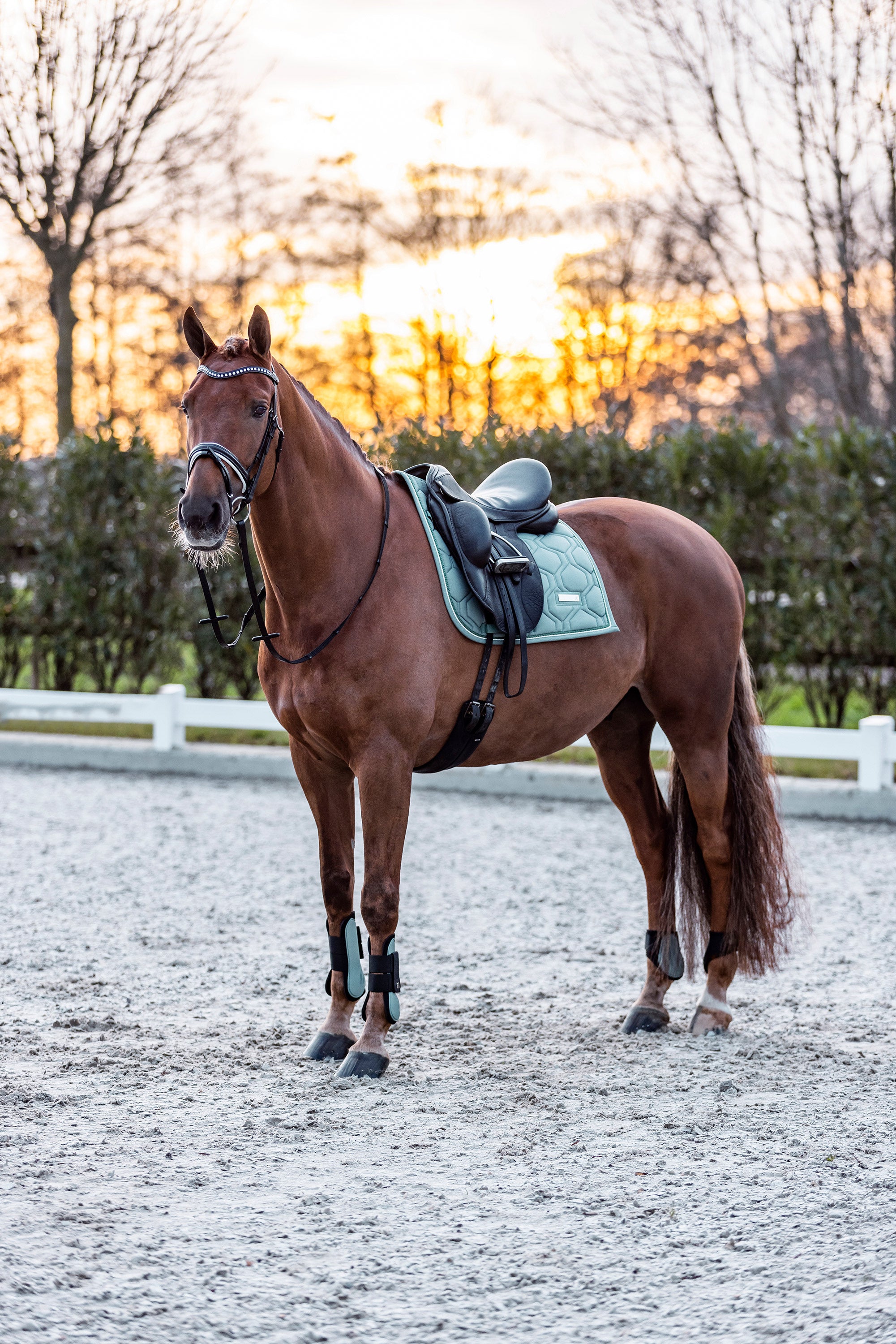 Fetlock boots IRHLovely