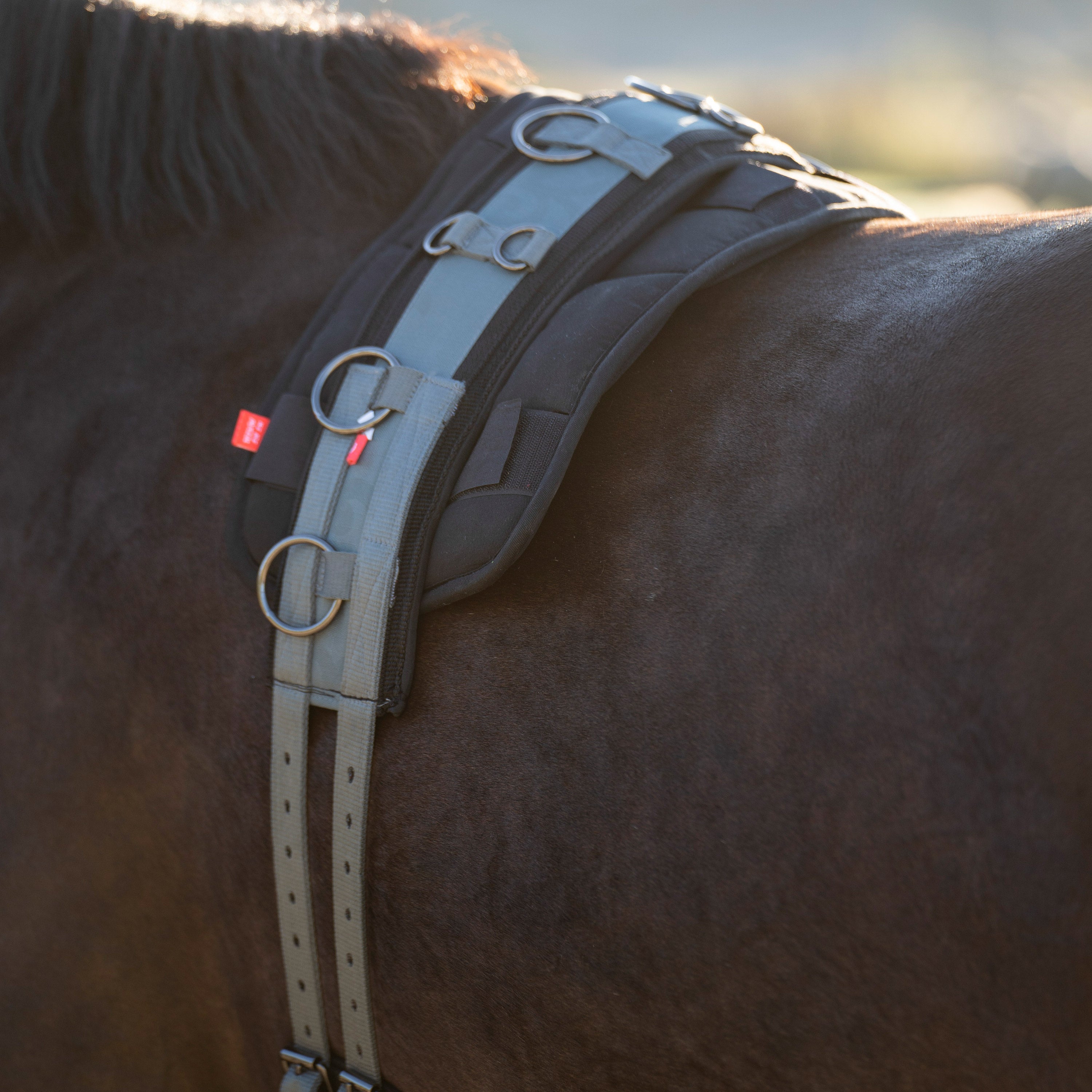 Lunging girth IRHDeluxe Extra