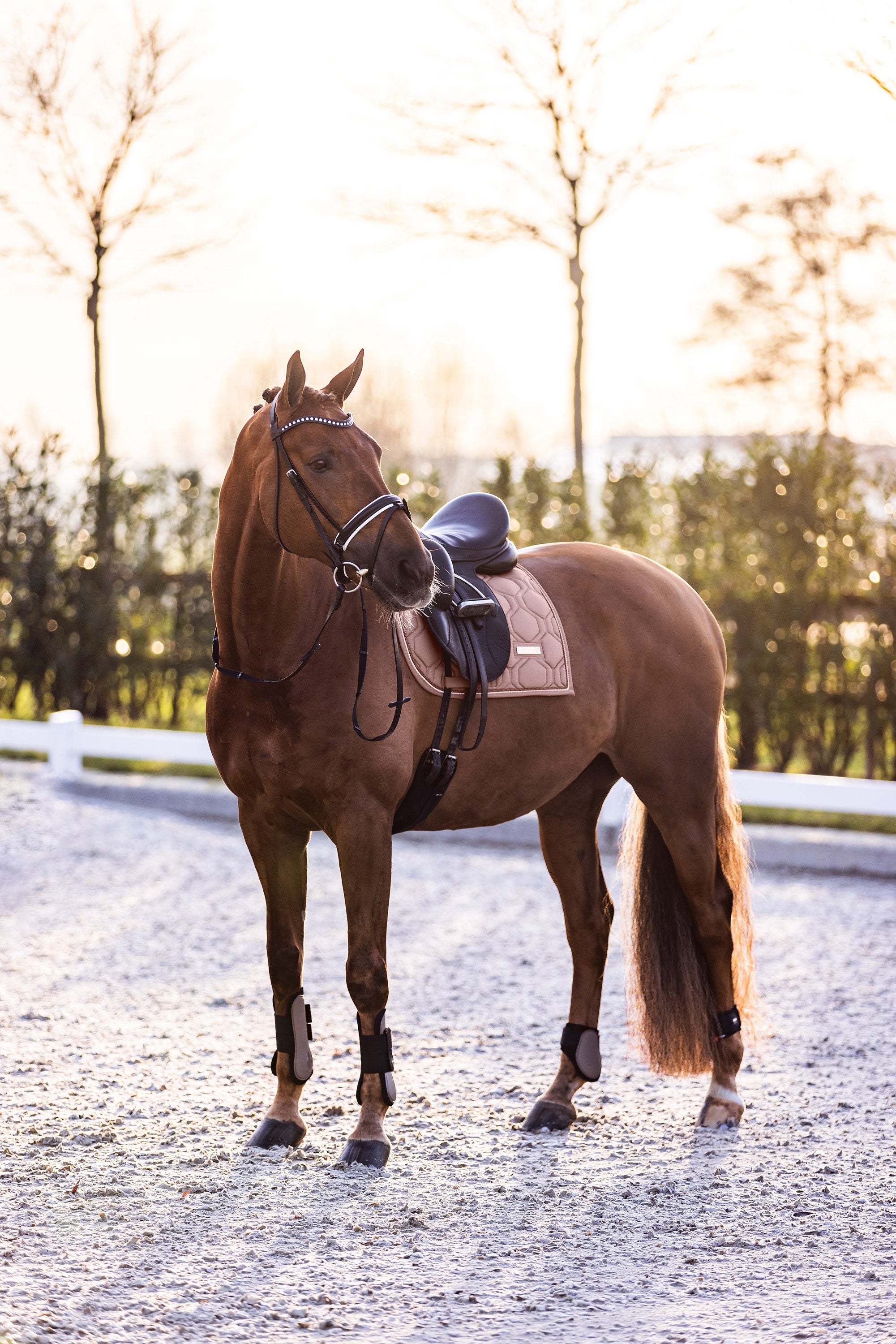 Fetlock boots IRHLovely