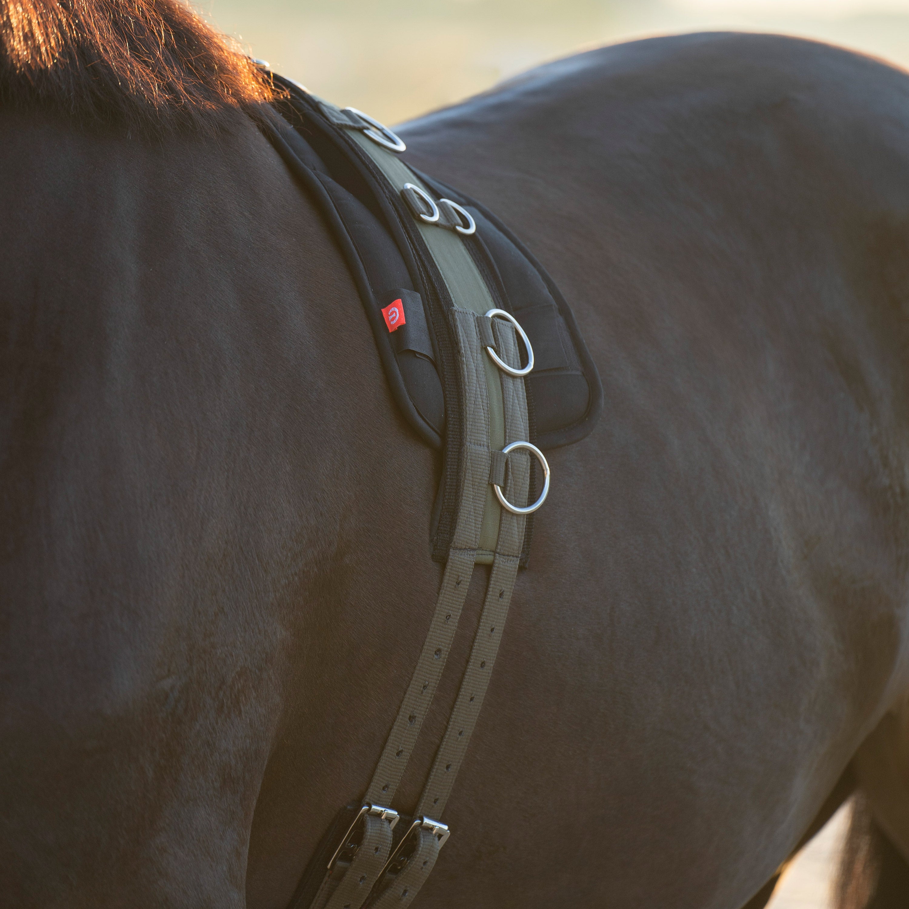 Lunging girth IRHDeluxe Extra