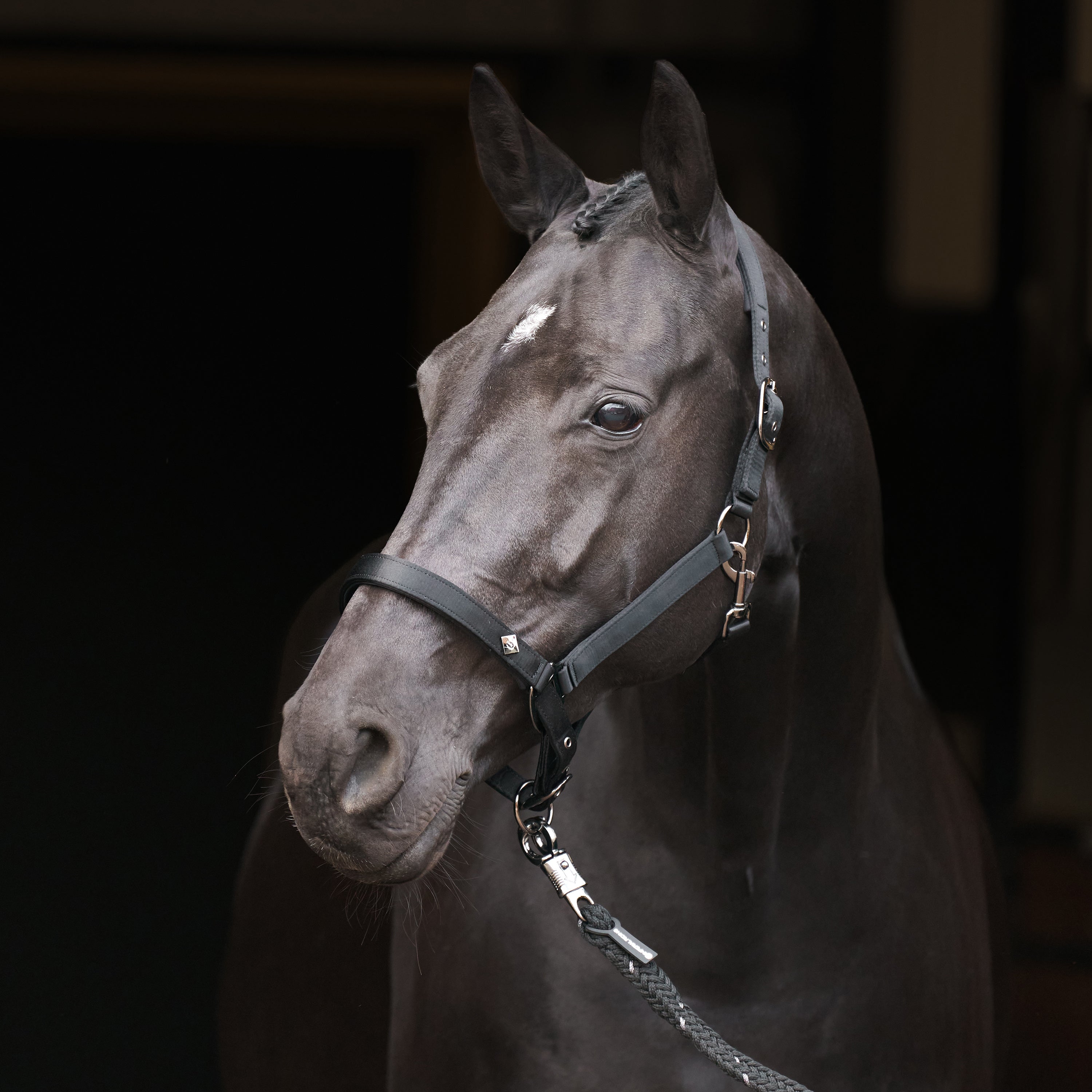 Headcollar IRHRebel