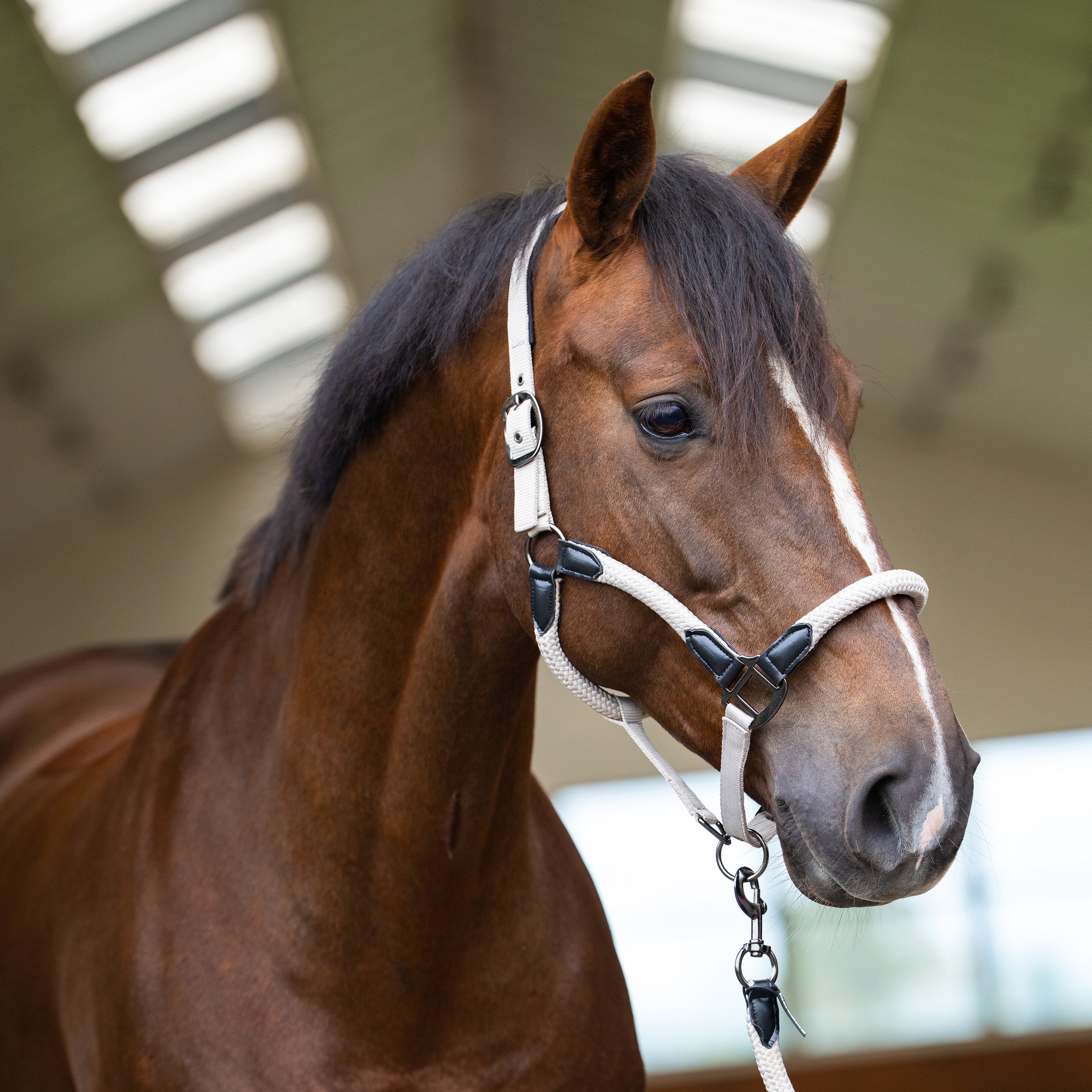 Headcollar IRHLaura