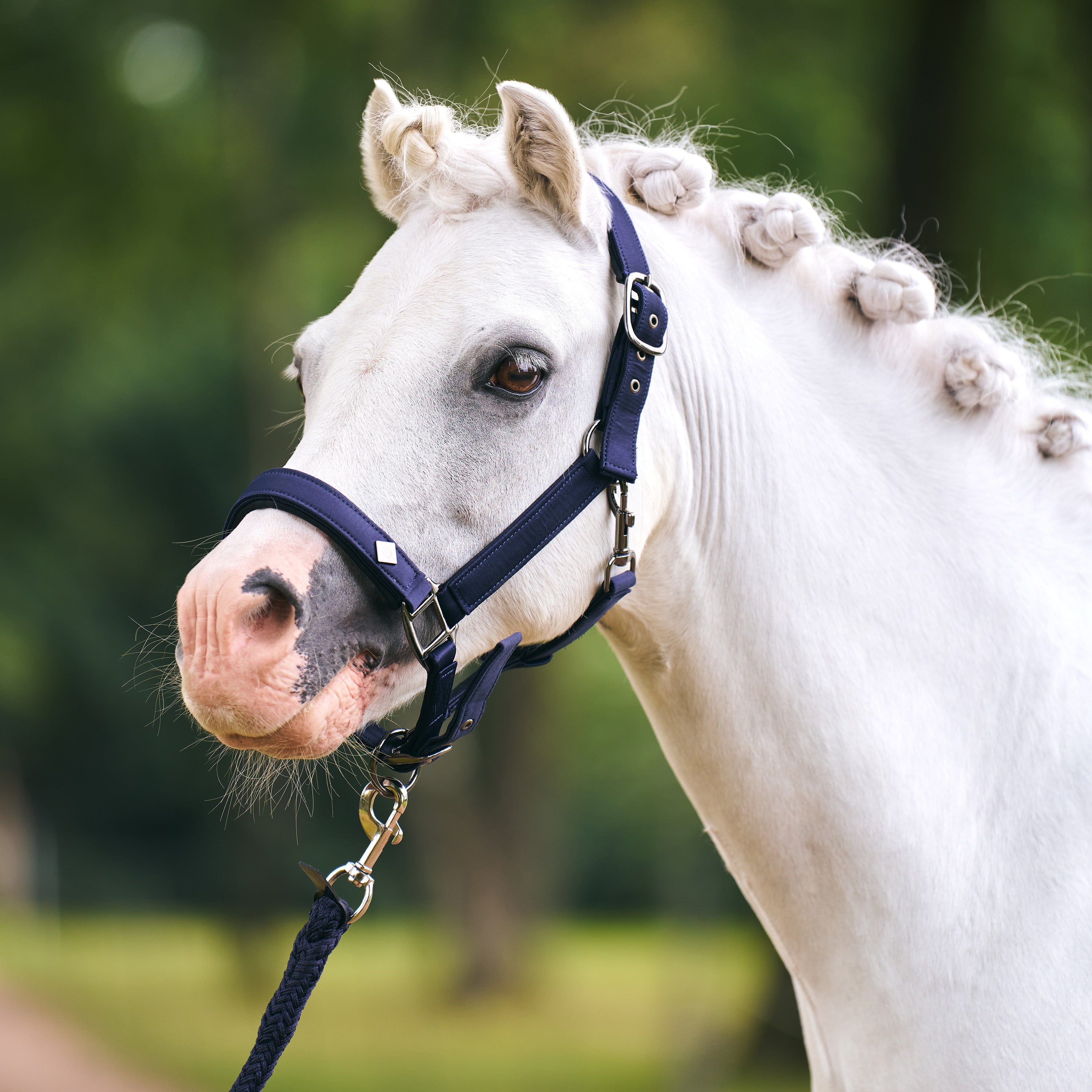 Headcollar IRHRebel