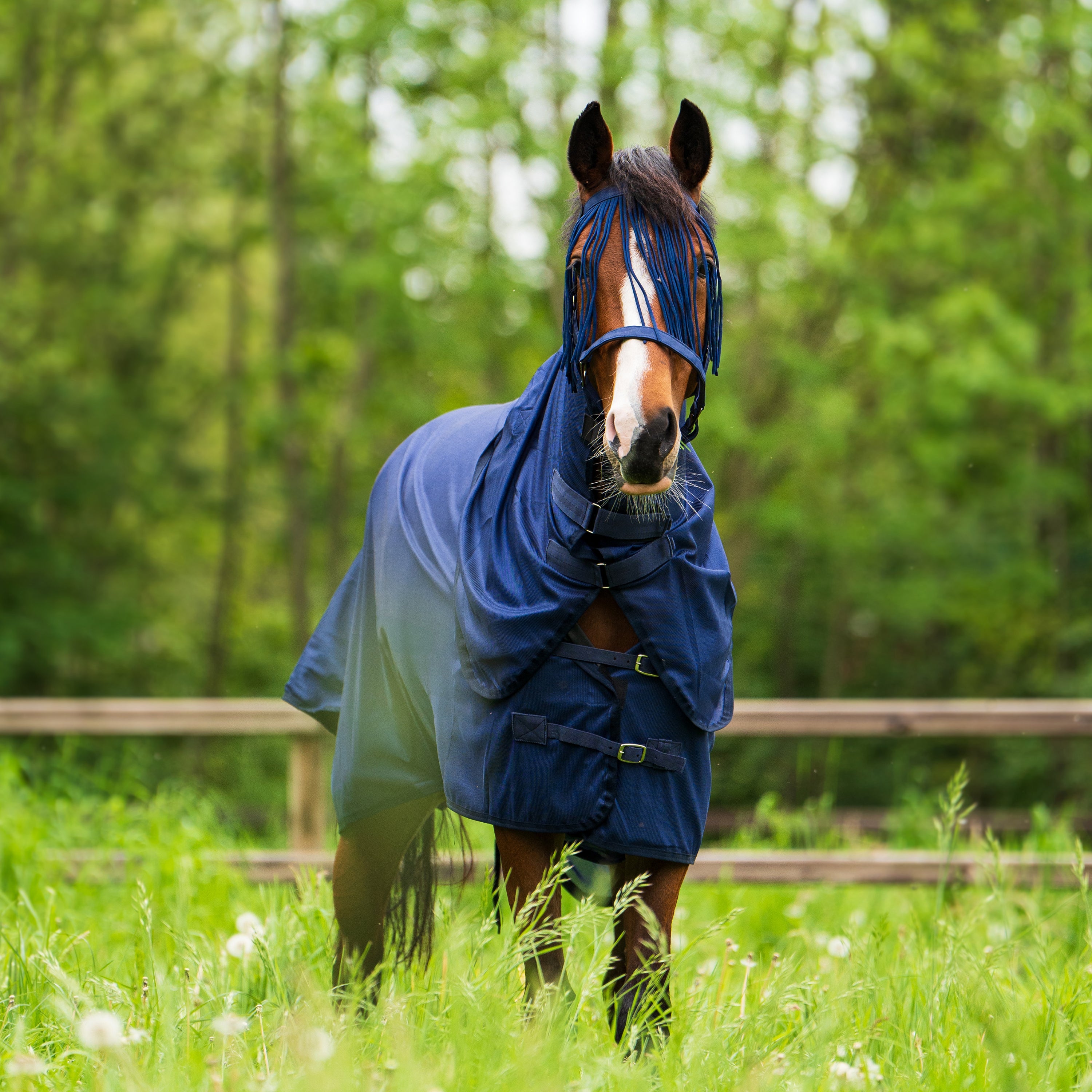 Fly blanket IRHReese