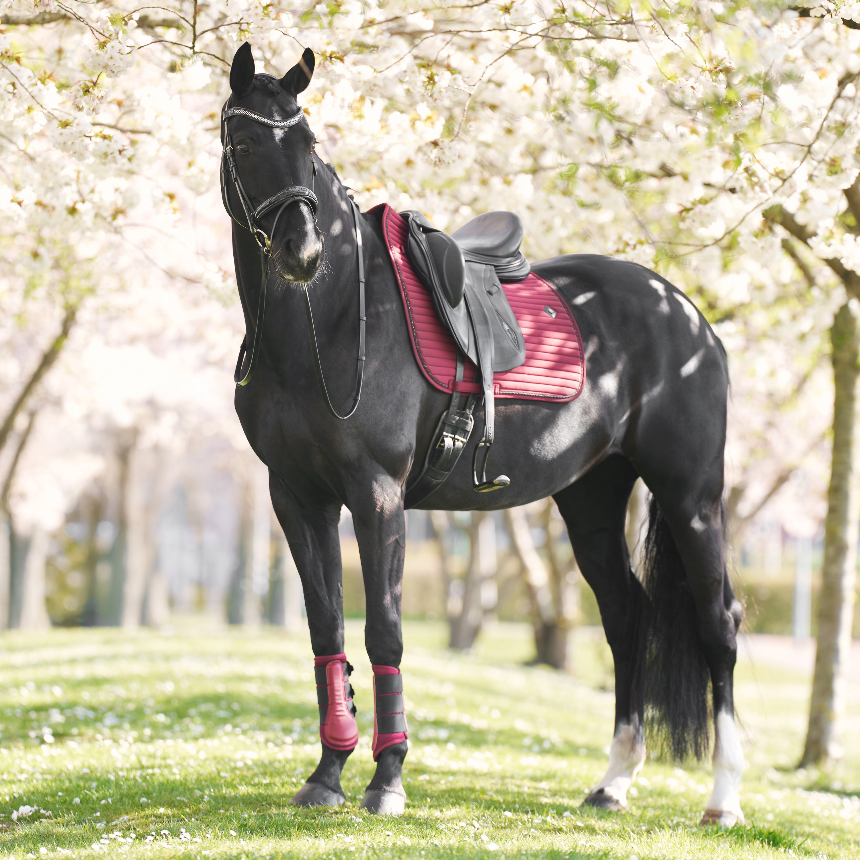 Saddlepad IRHJosie DR