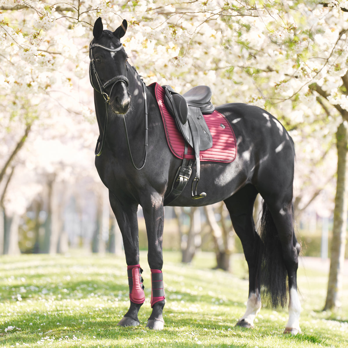 Saddlepad IRHJosie DR