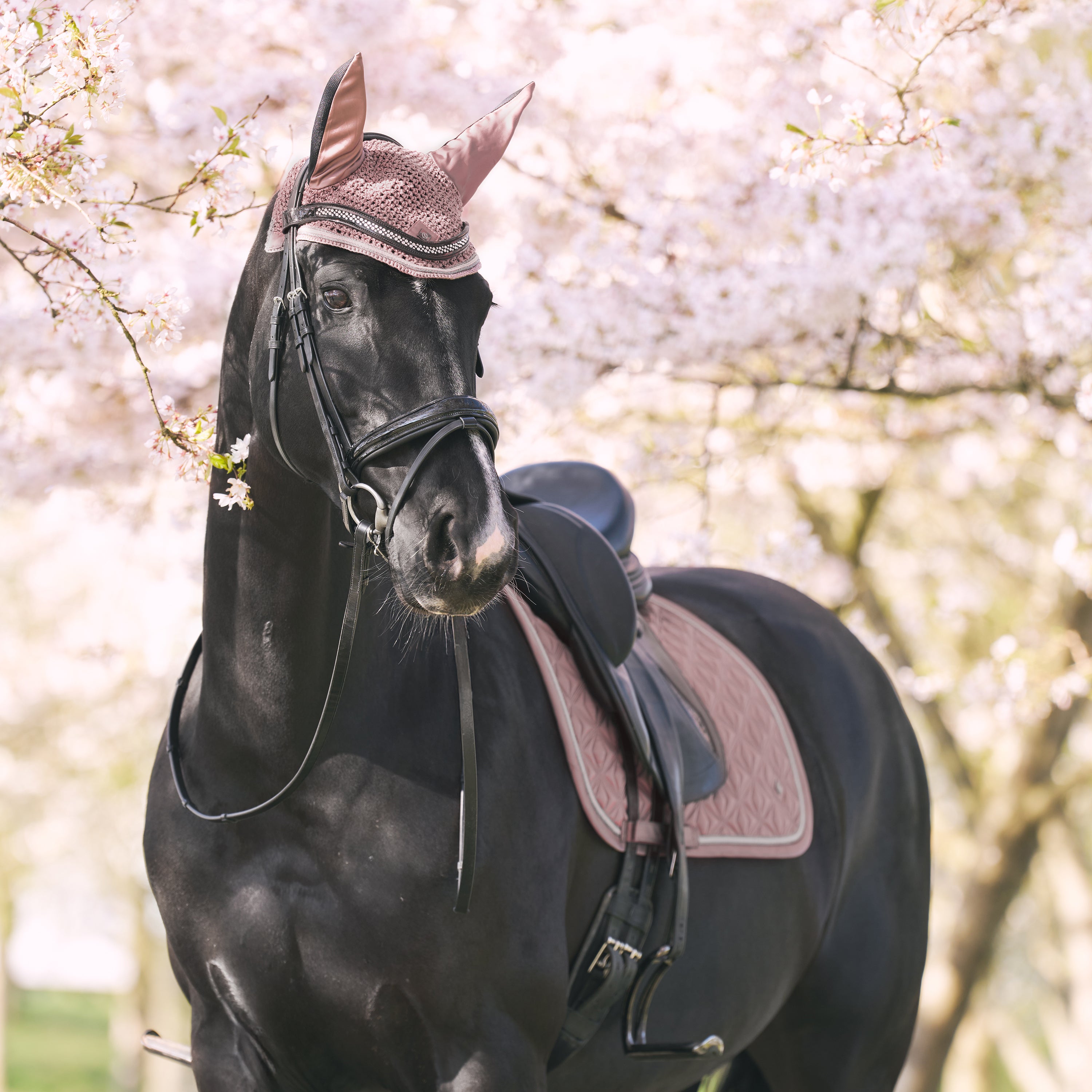Saddlepad IRHLenny DR