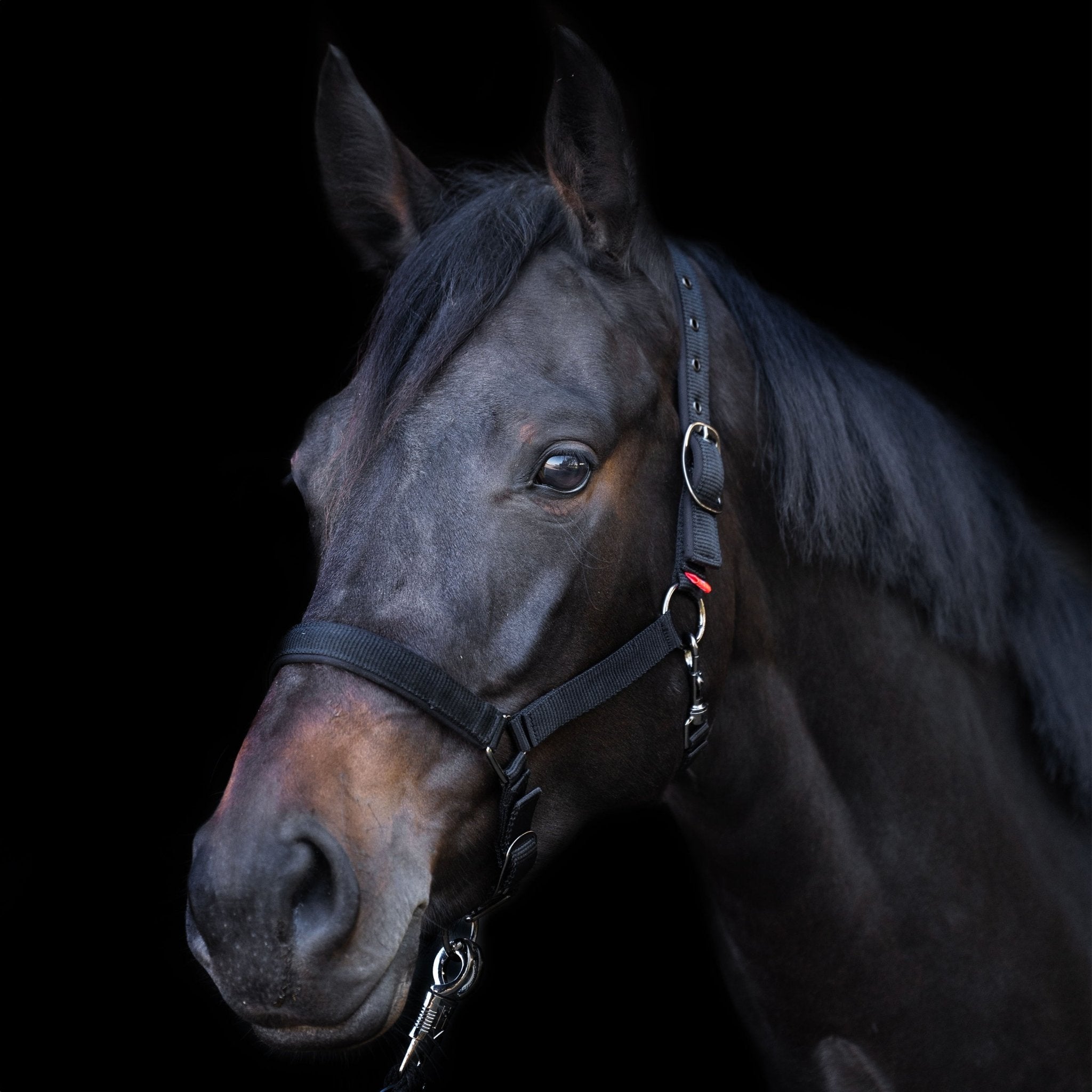 Headcollar Yearling IRH - Shetlandslycka - Always equine