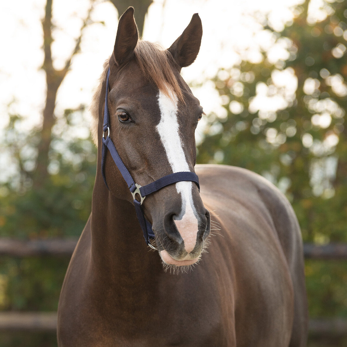 Head collar slide
