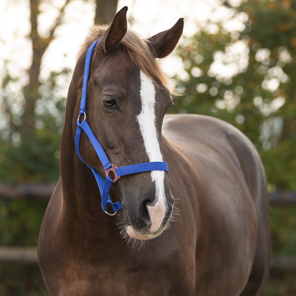 Head collar slide