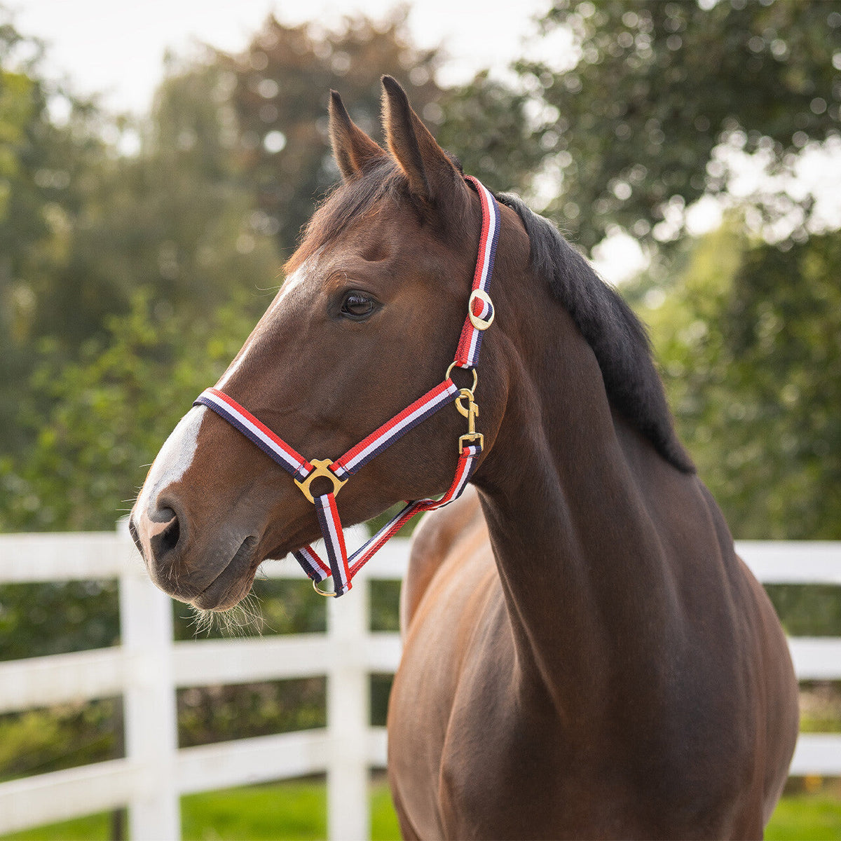 Head collar Red/White/Blue