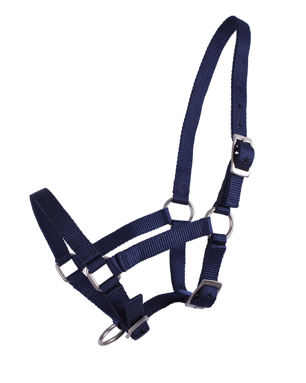 Head collar foal