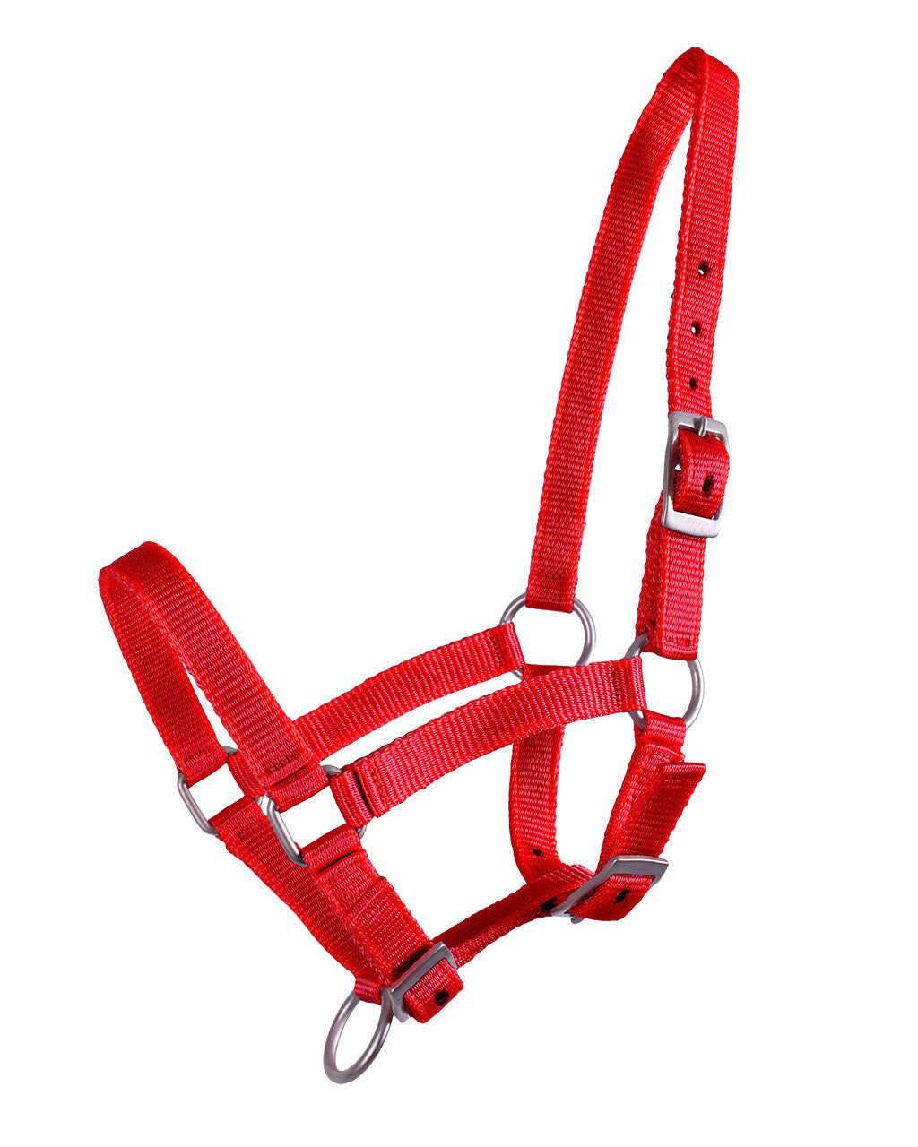 Head collar foal