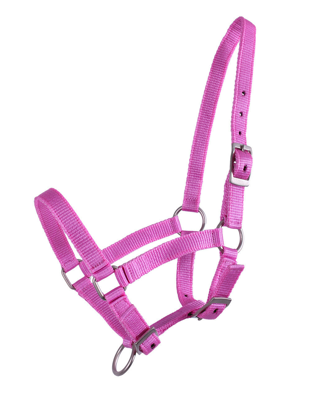 Head collar foal