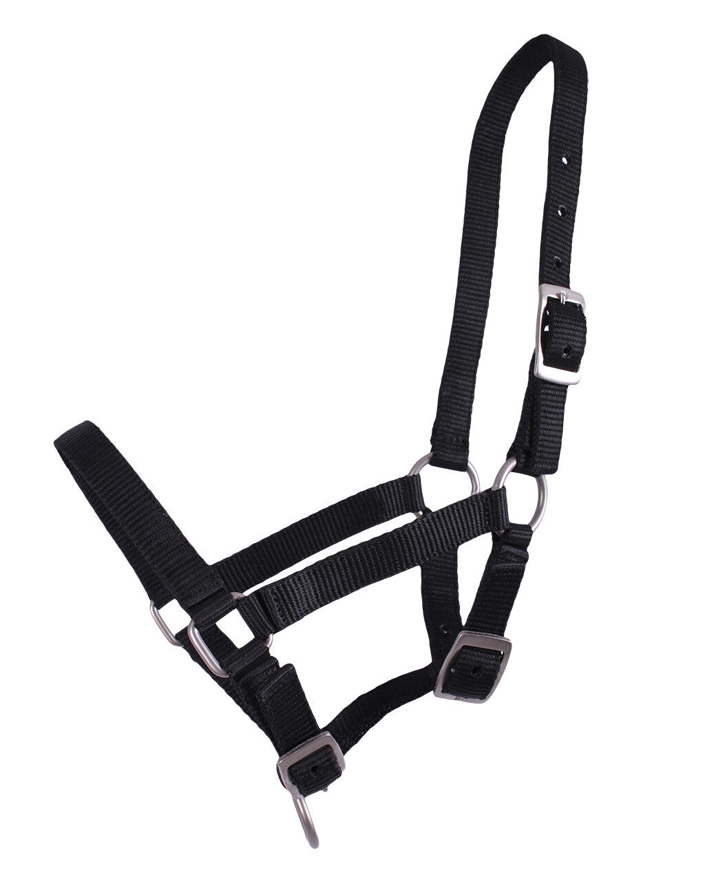 Head collar foal