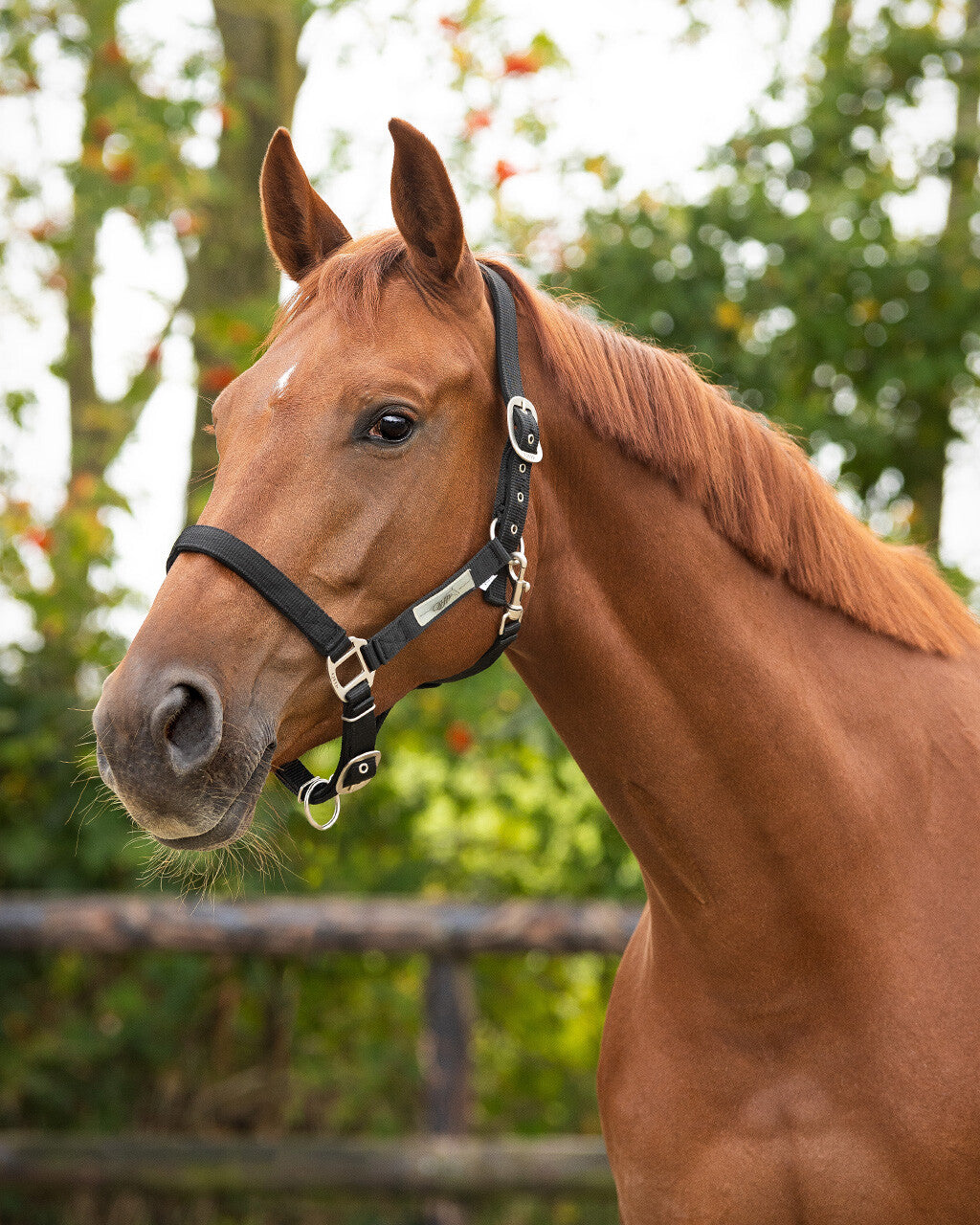 Head collar lined