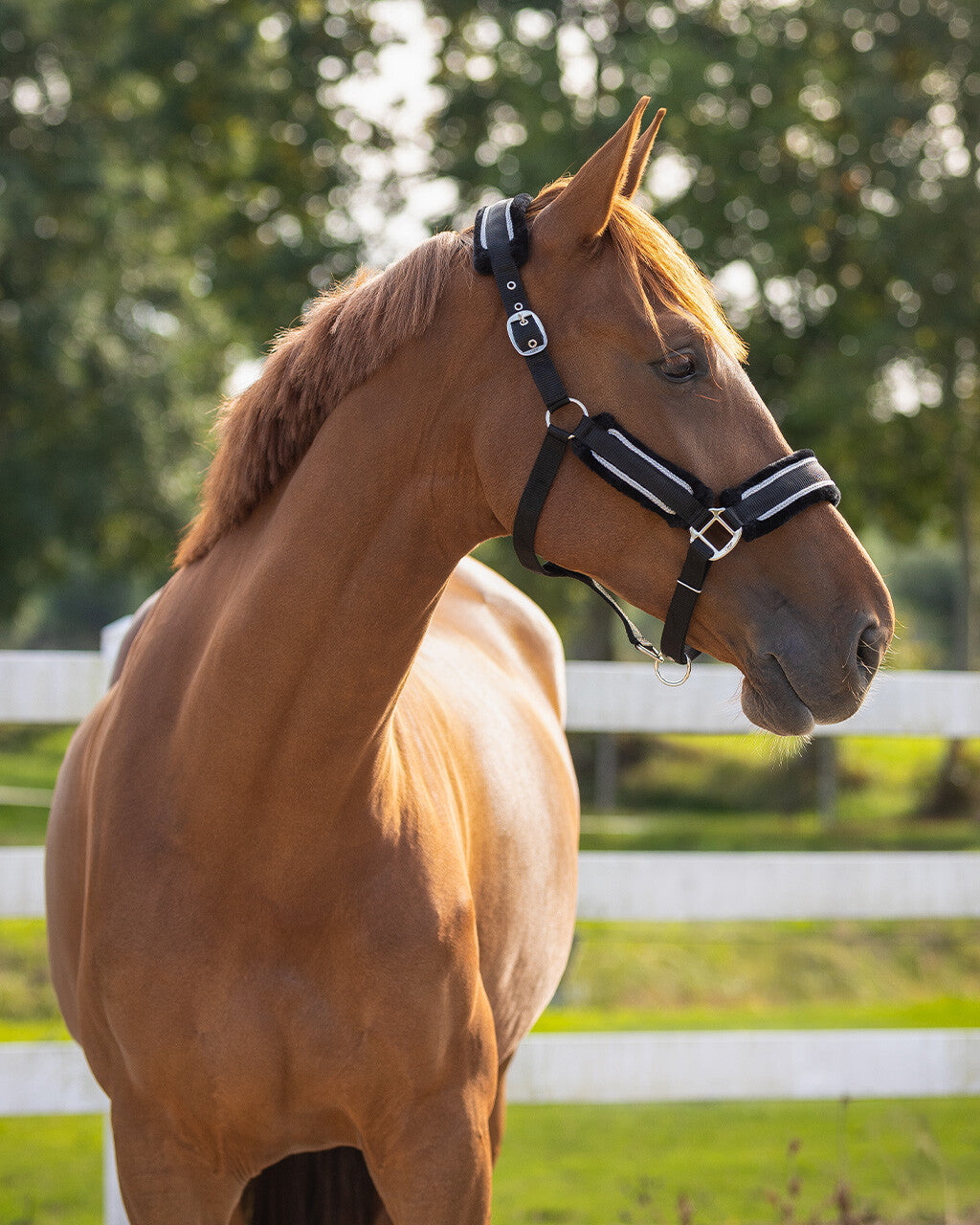 Head collar set Dolci