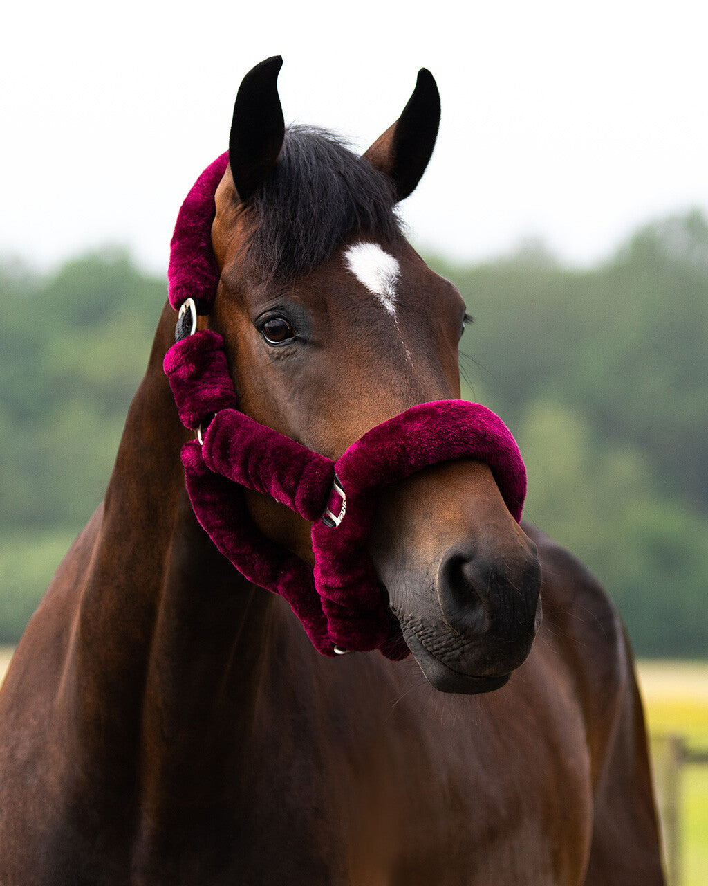 Head collar Alaska