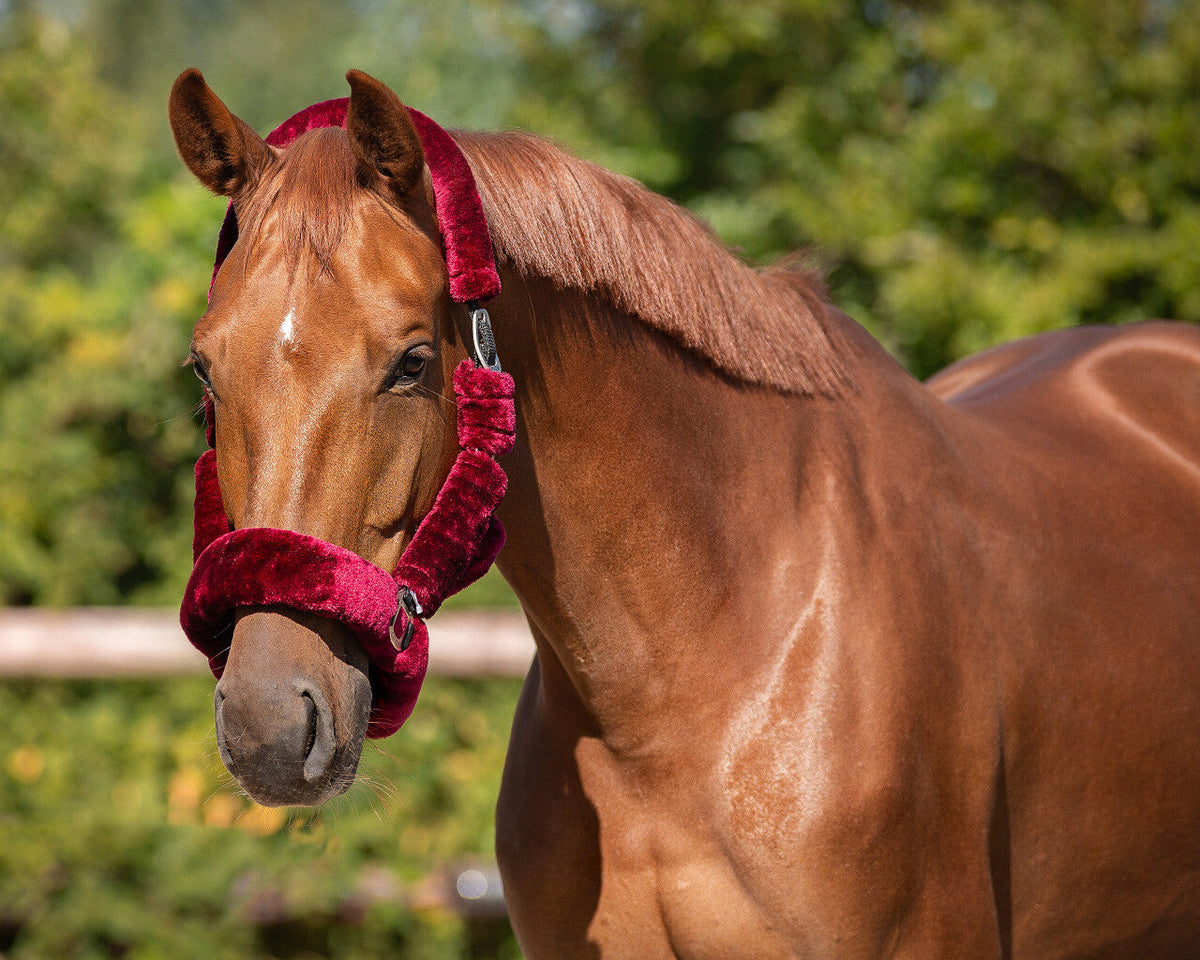 Head collar Alaska