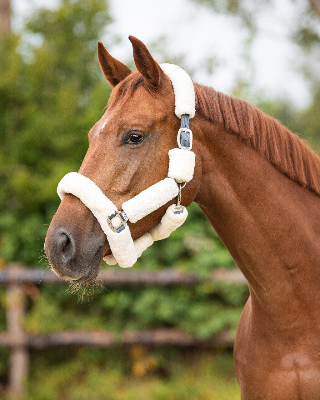 Head collar Alaska