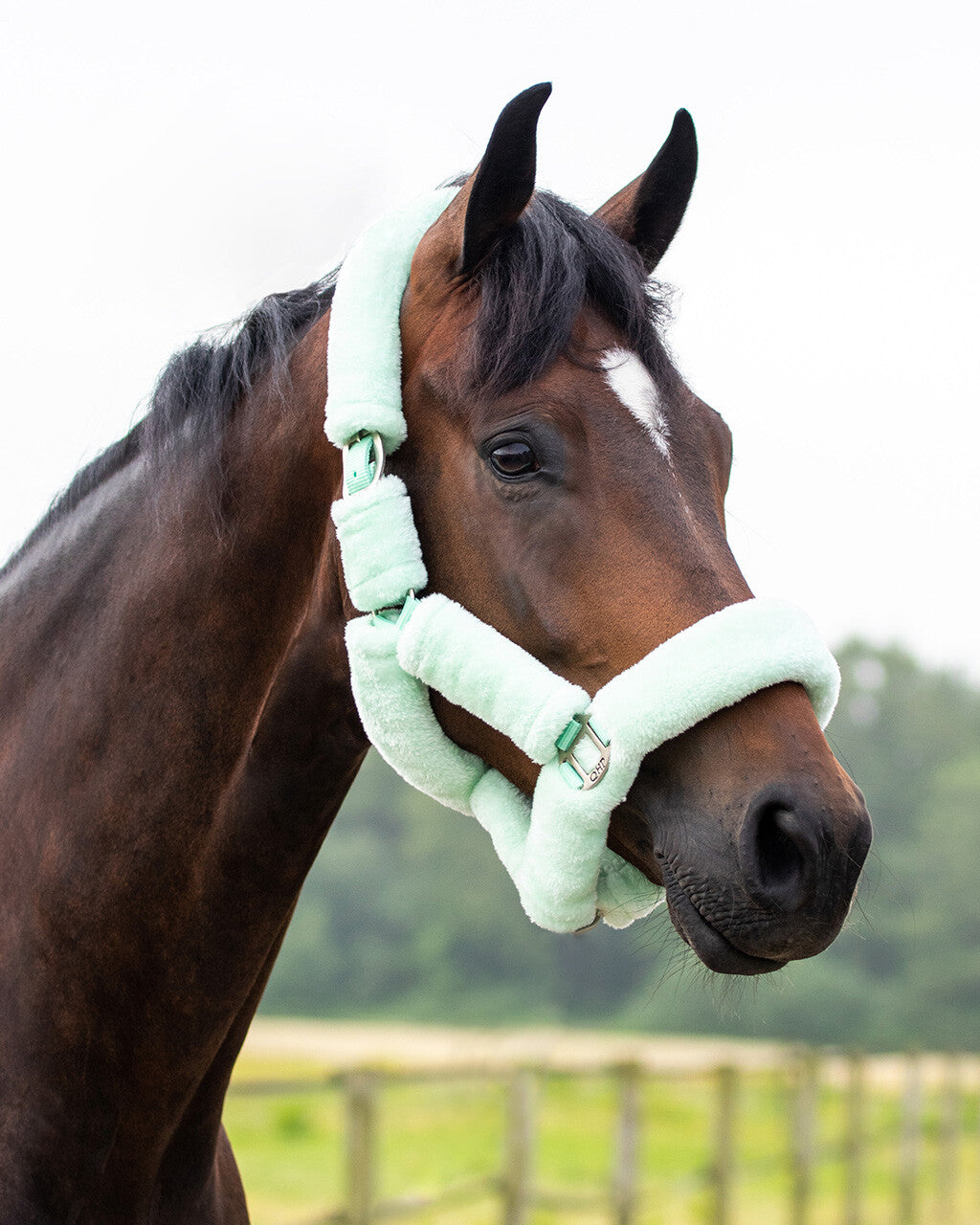 Head collar Alaska