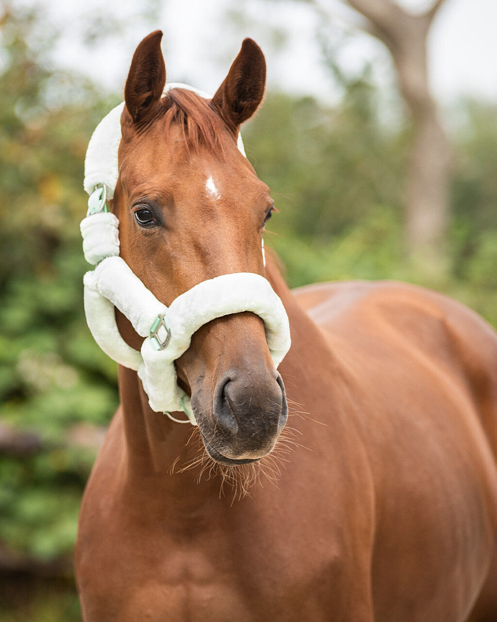 Head collar Alaska