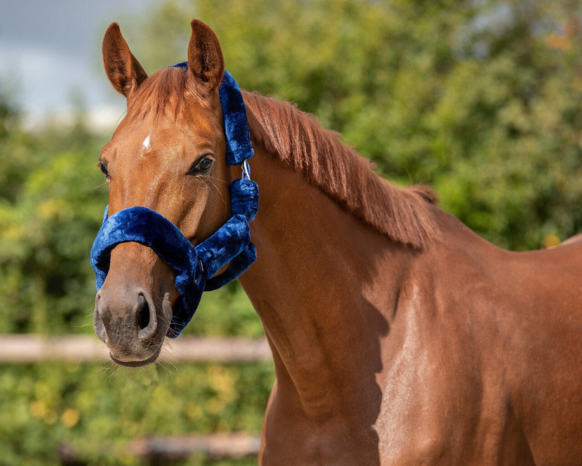 Head collar Alaska