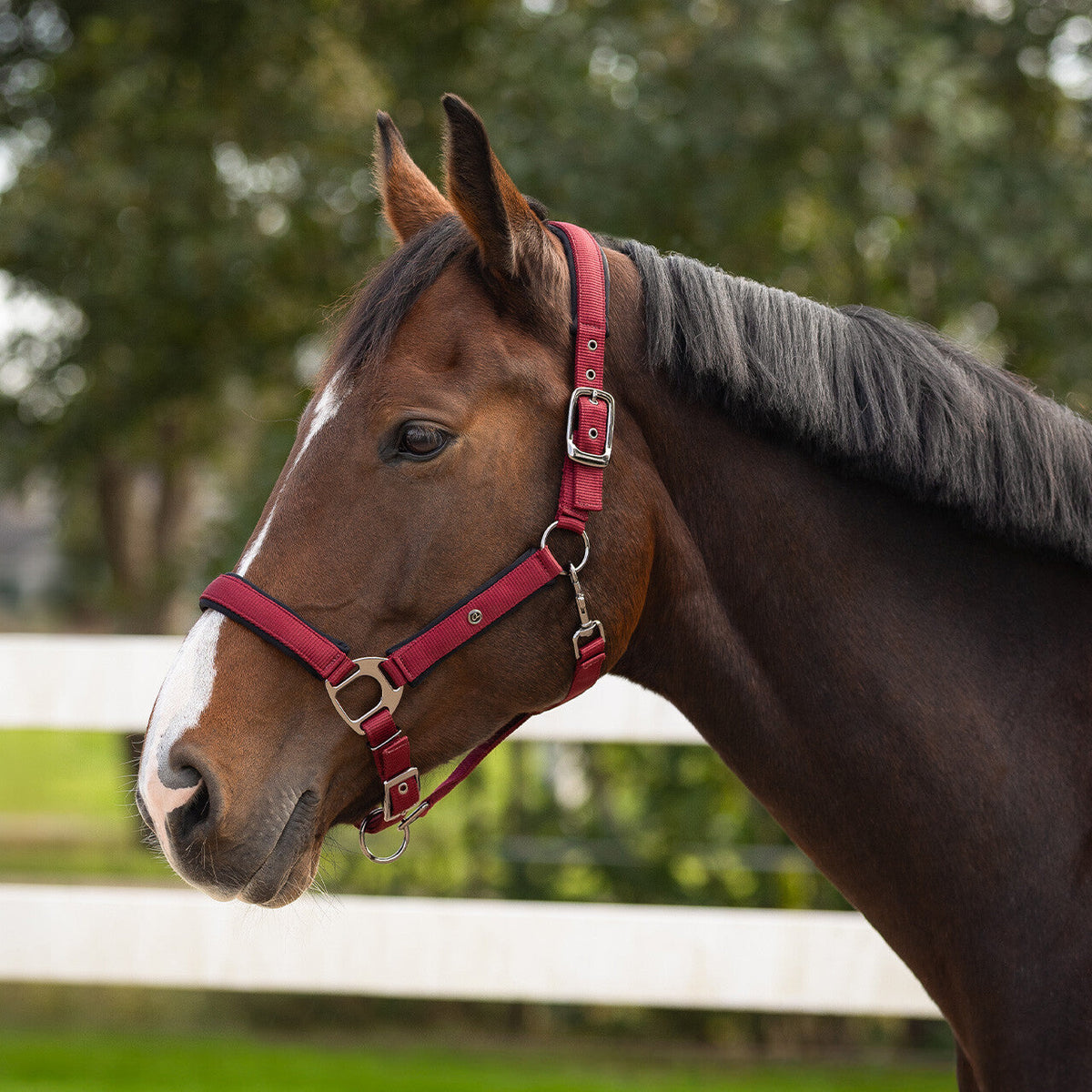 Head collar Deluxe
