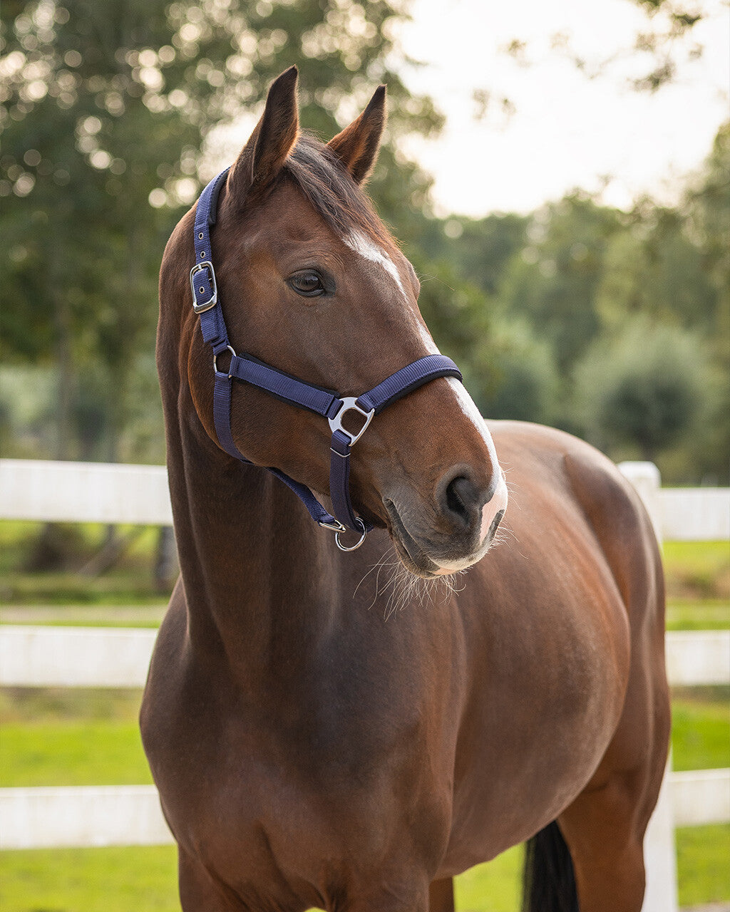 Head collar Deluxe