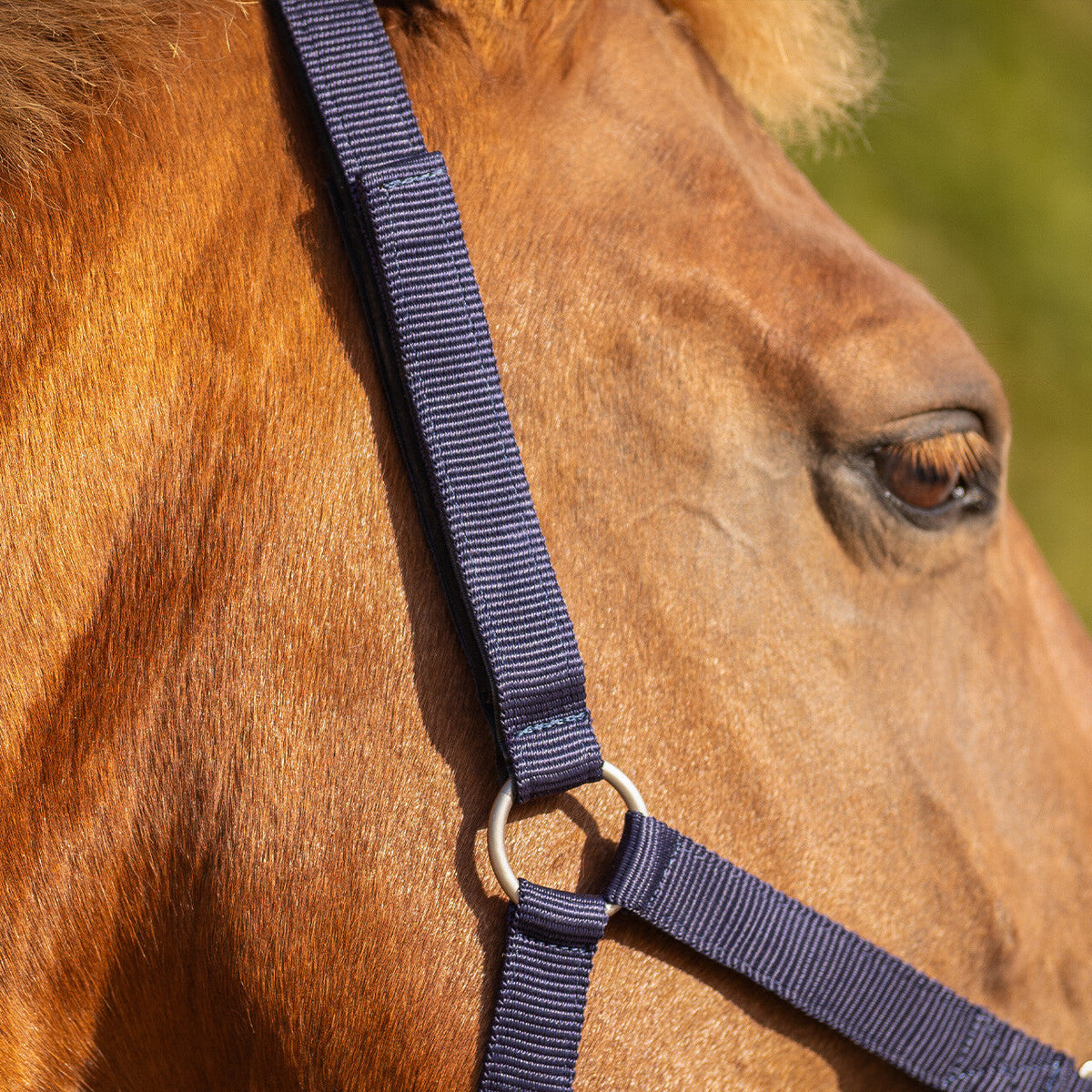 Safety halter lined
