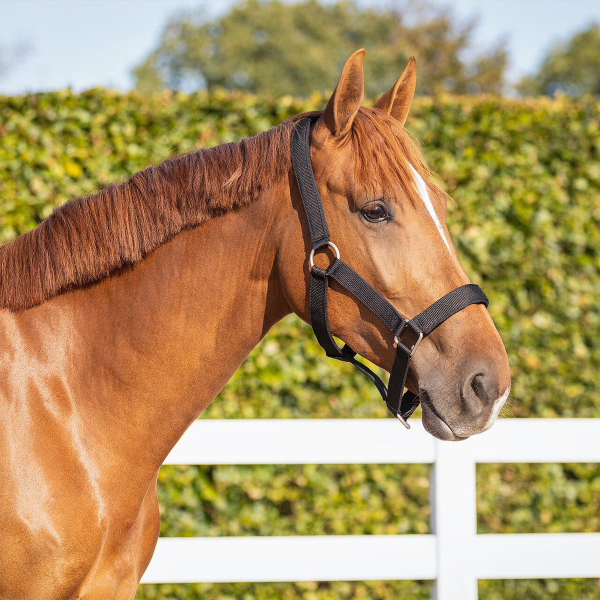 Head collar extra strong