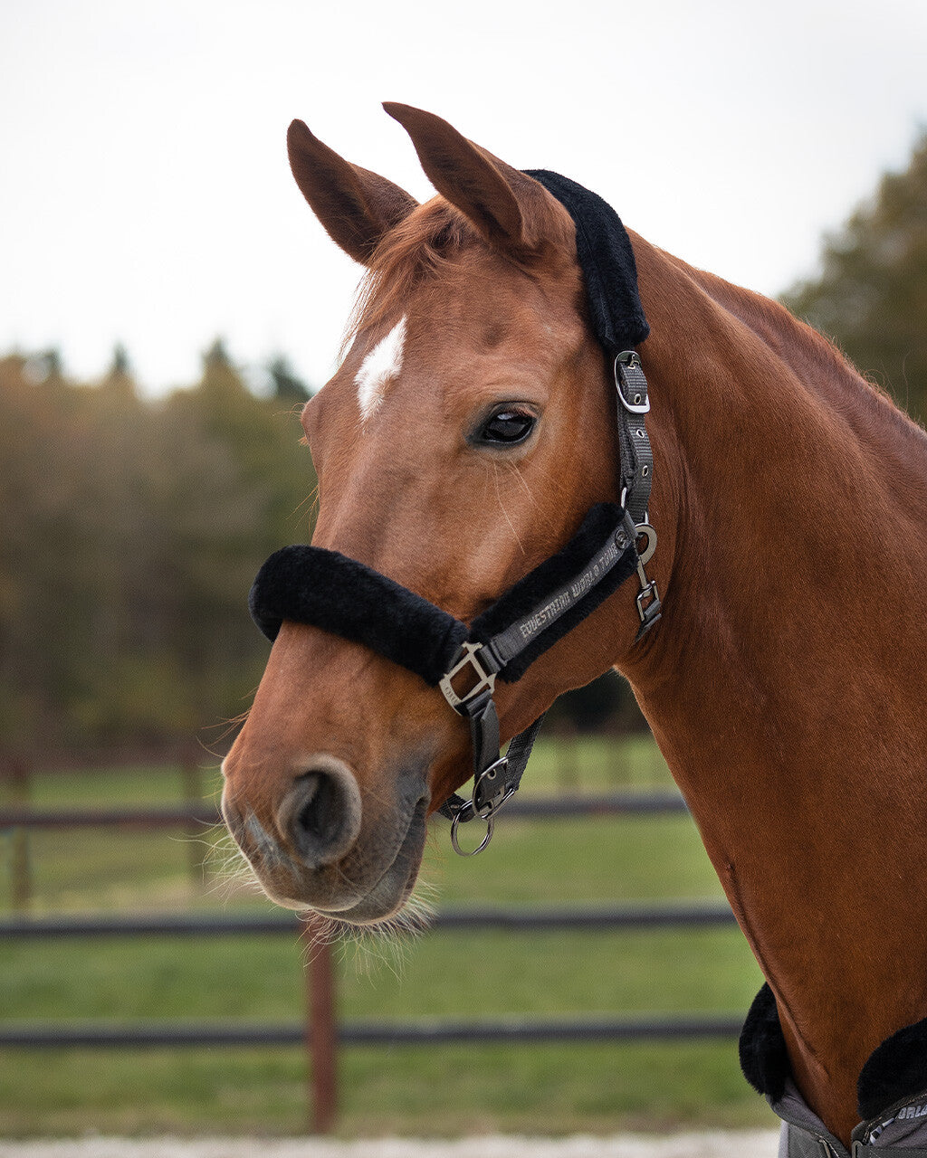Head collar set World Tour