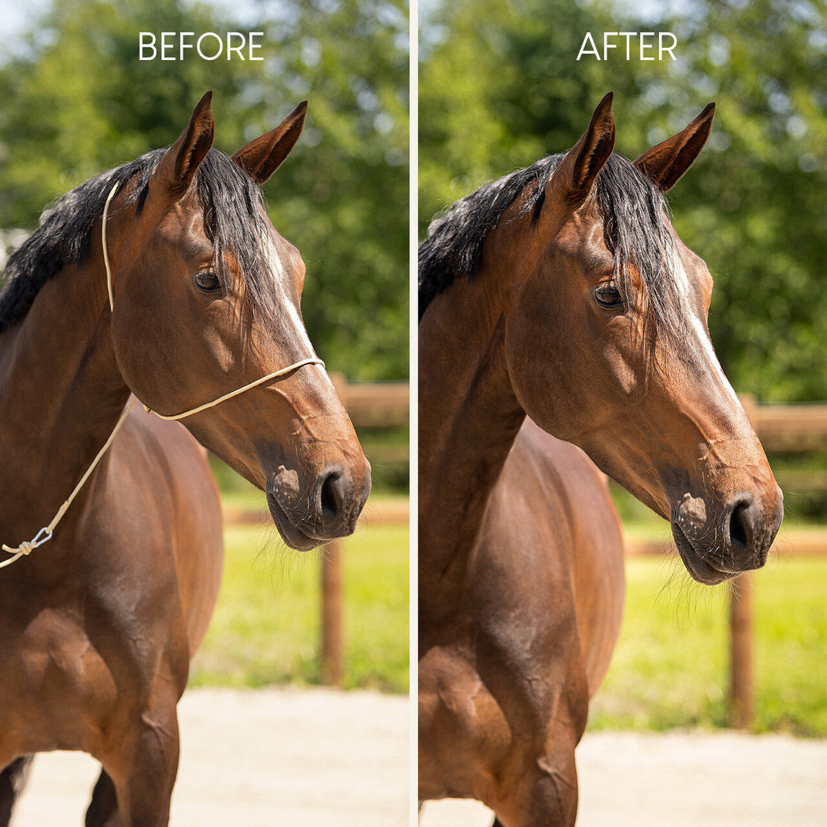 Photography halter