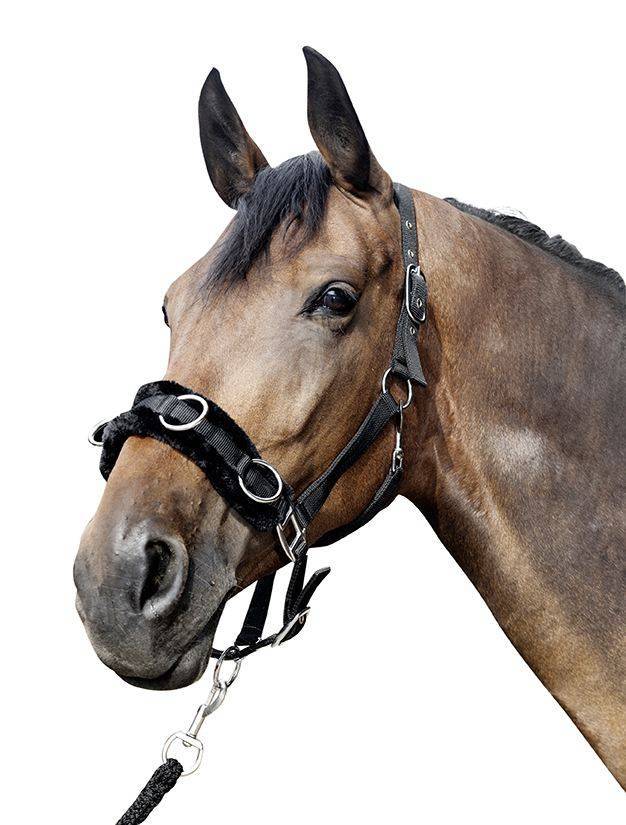 Lunge cavesson with plush padding 9100 black / Pony
