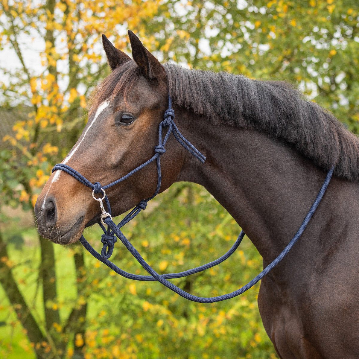 Rope halter Color with rein