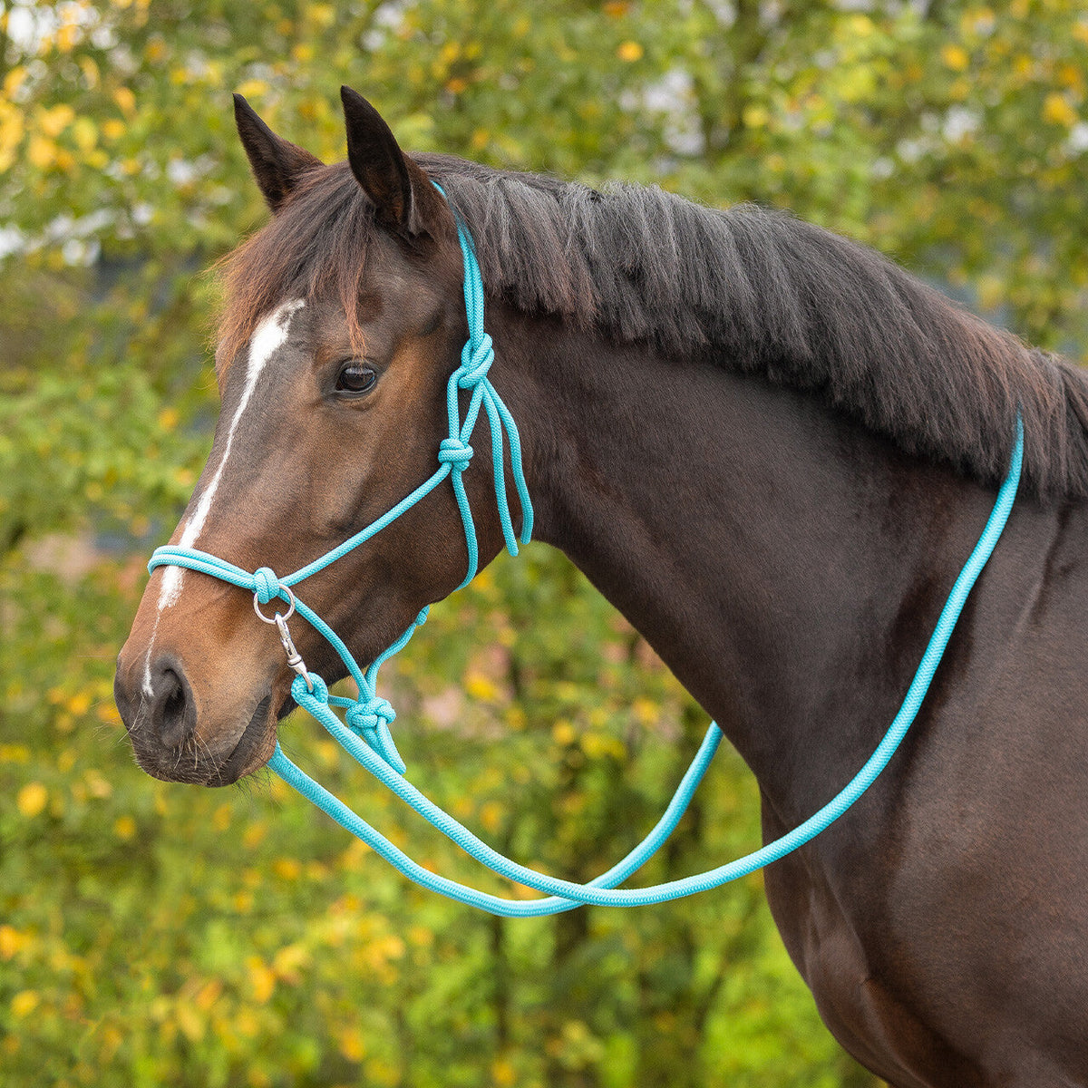 Rope halter Color with rein