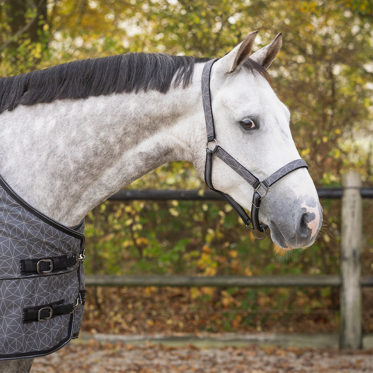 Head collar set with turnout collection