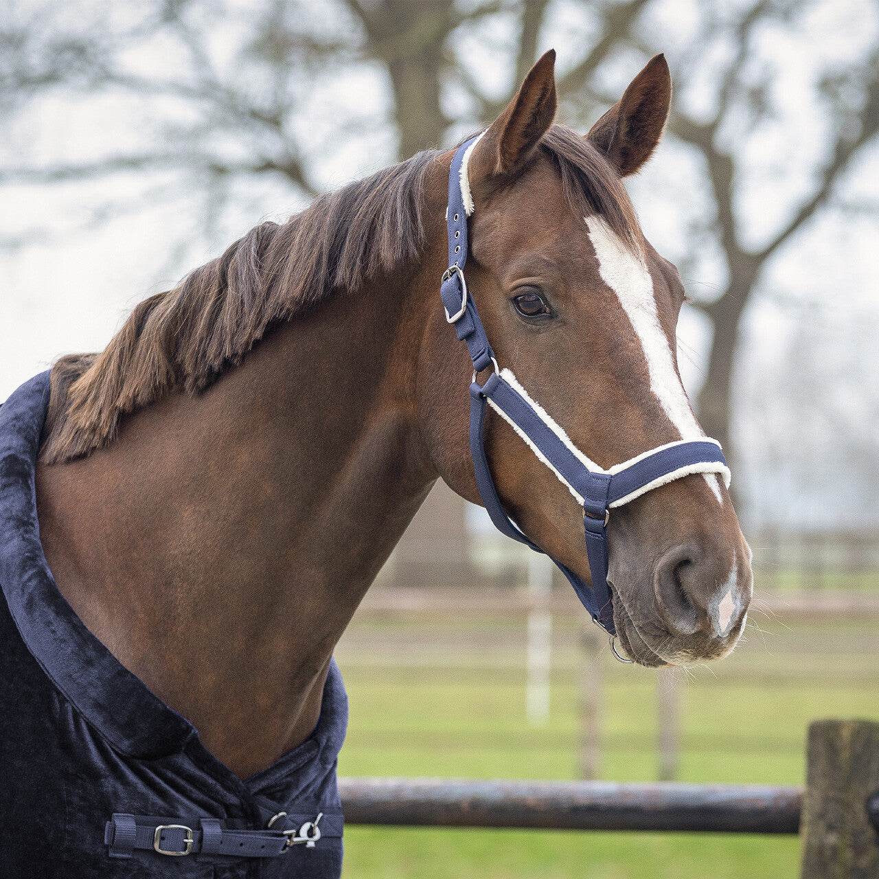Head collar set Sensisoft