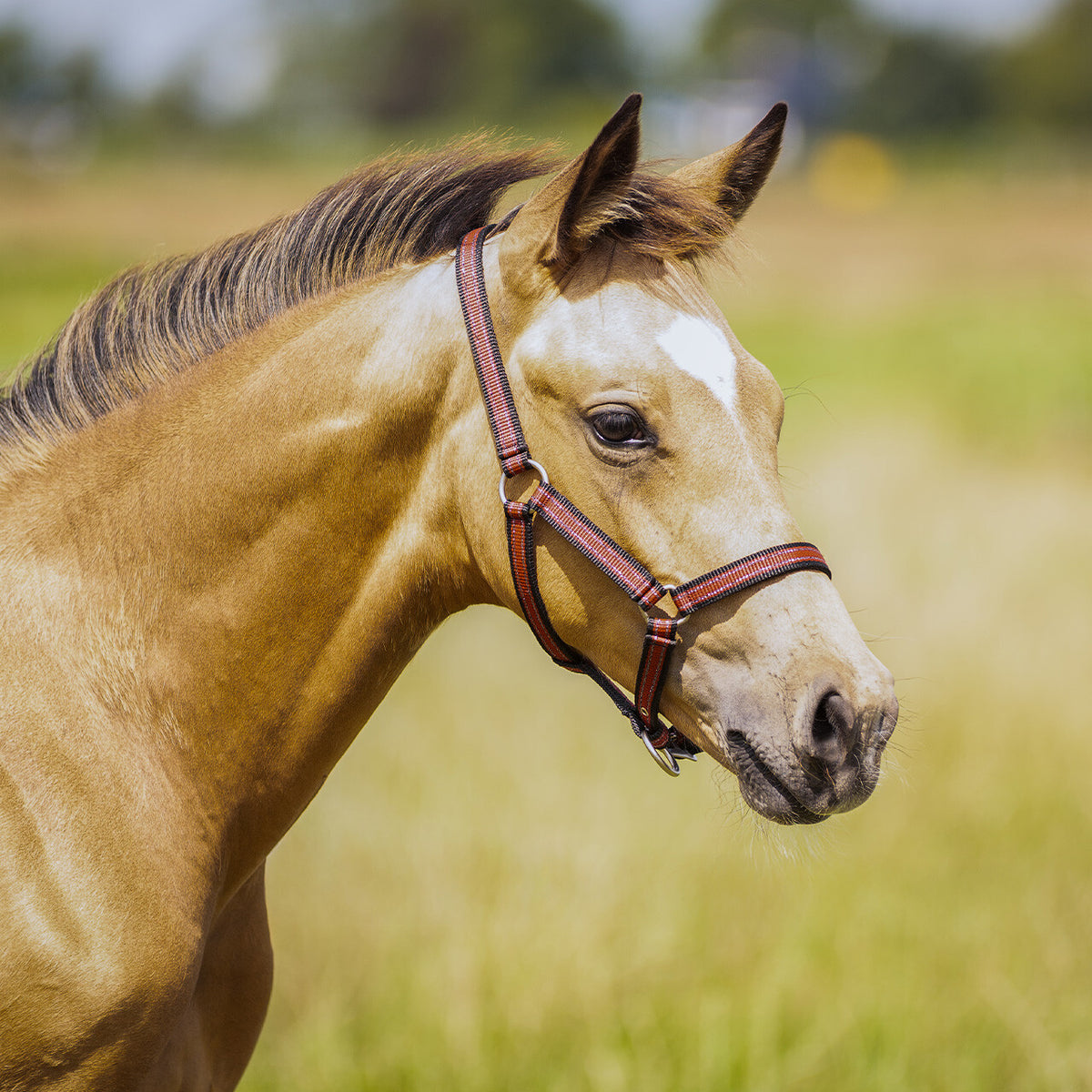 Head collar foal collection