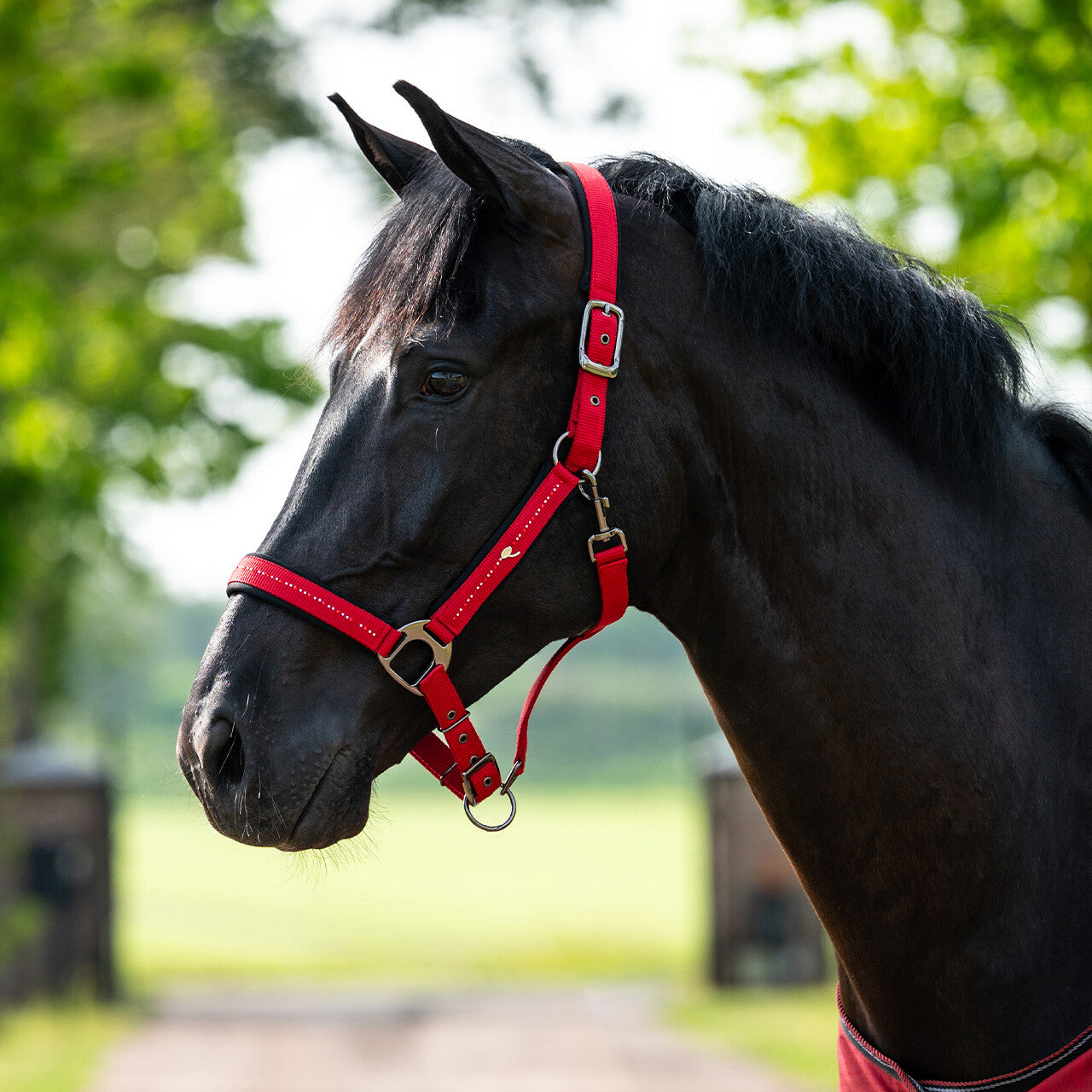 Head collar Oakleigh