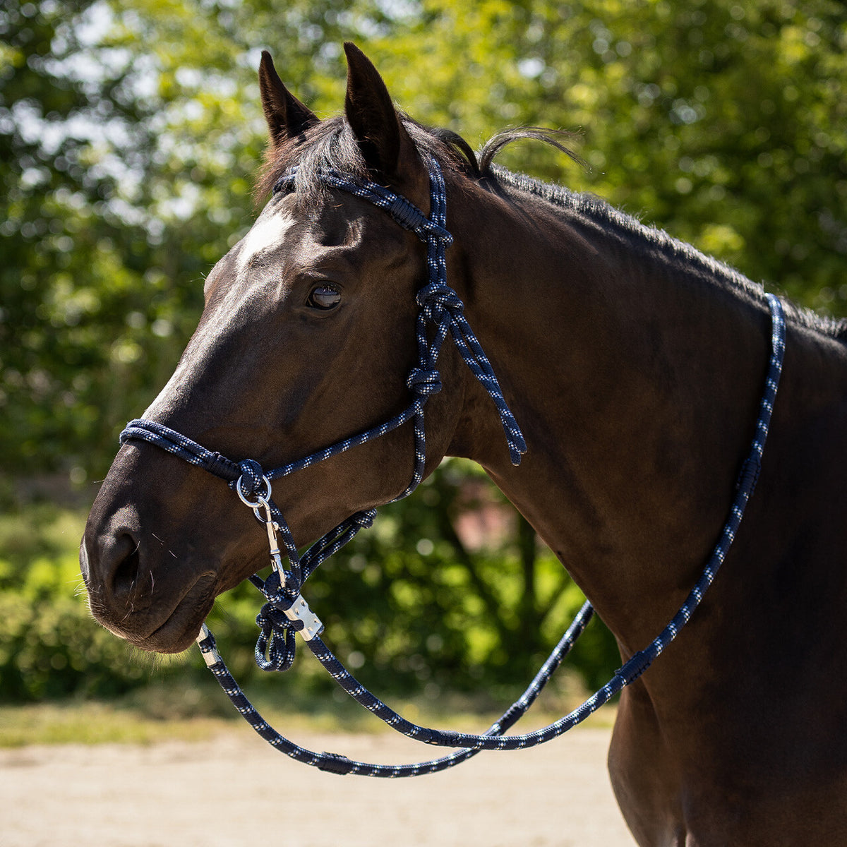 Rope halter Aubree with rein