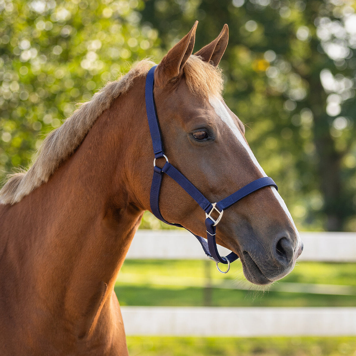 Head collar with lining