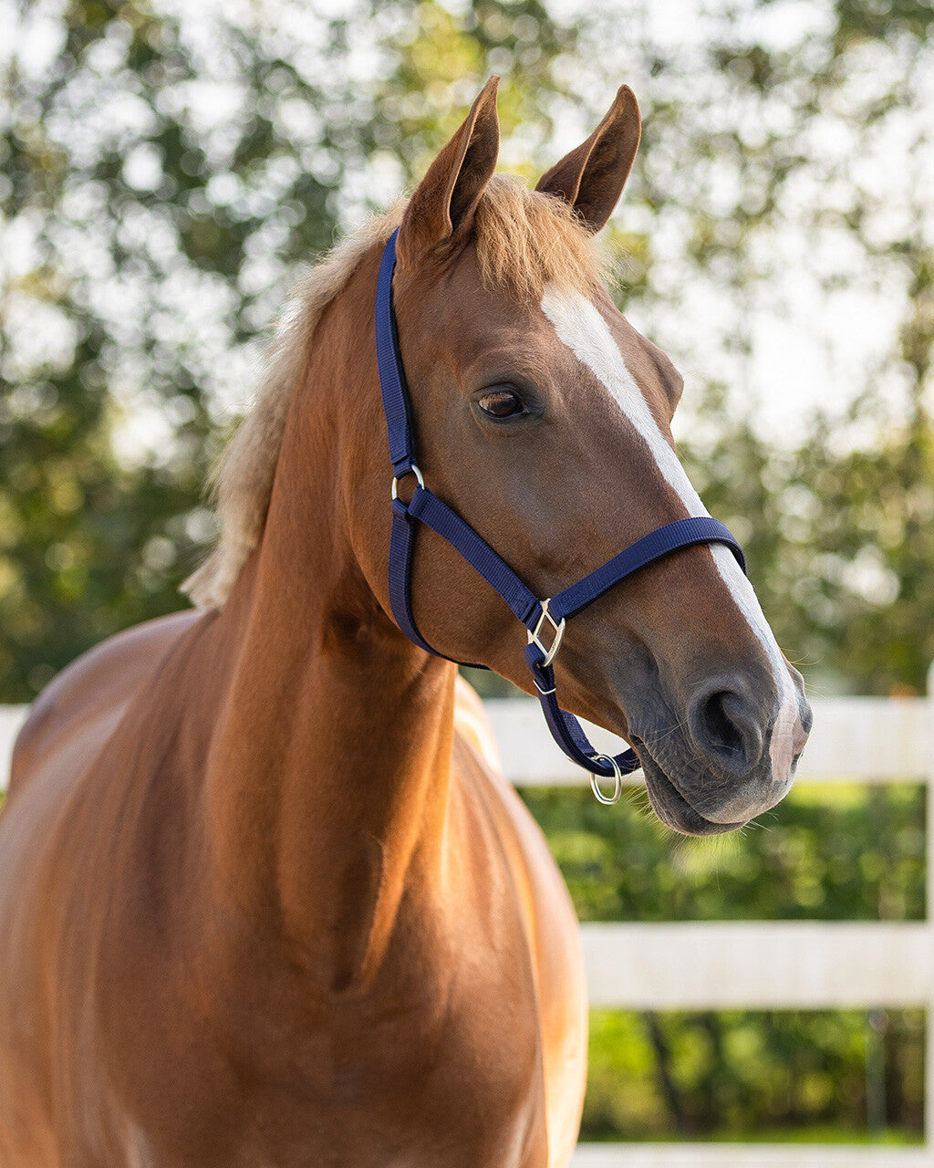 Head collar with lining