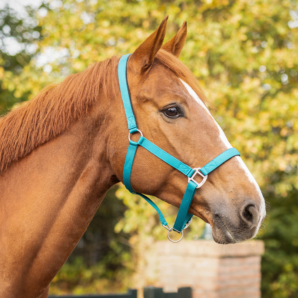 Head collar with lining