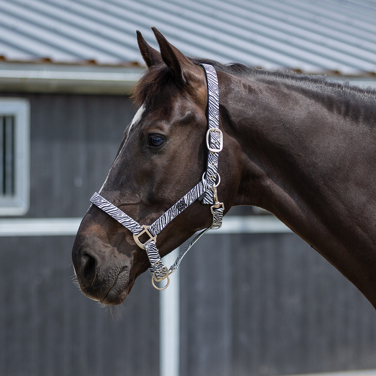 Head collar with lining