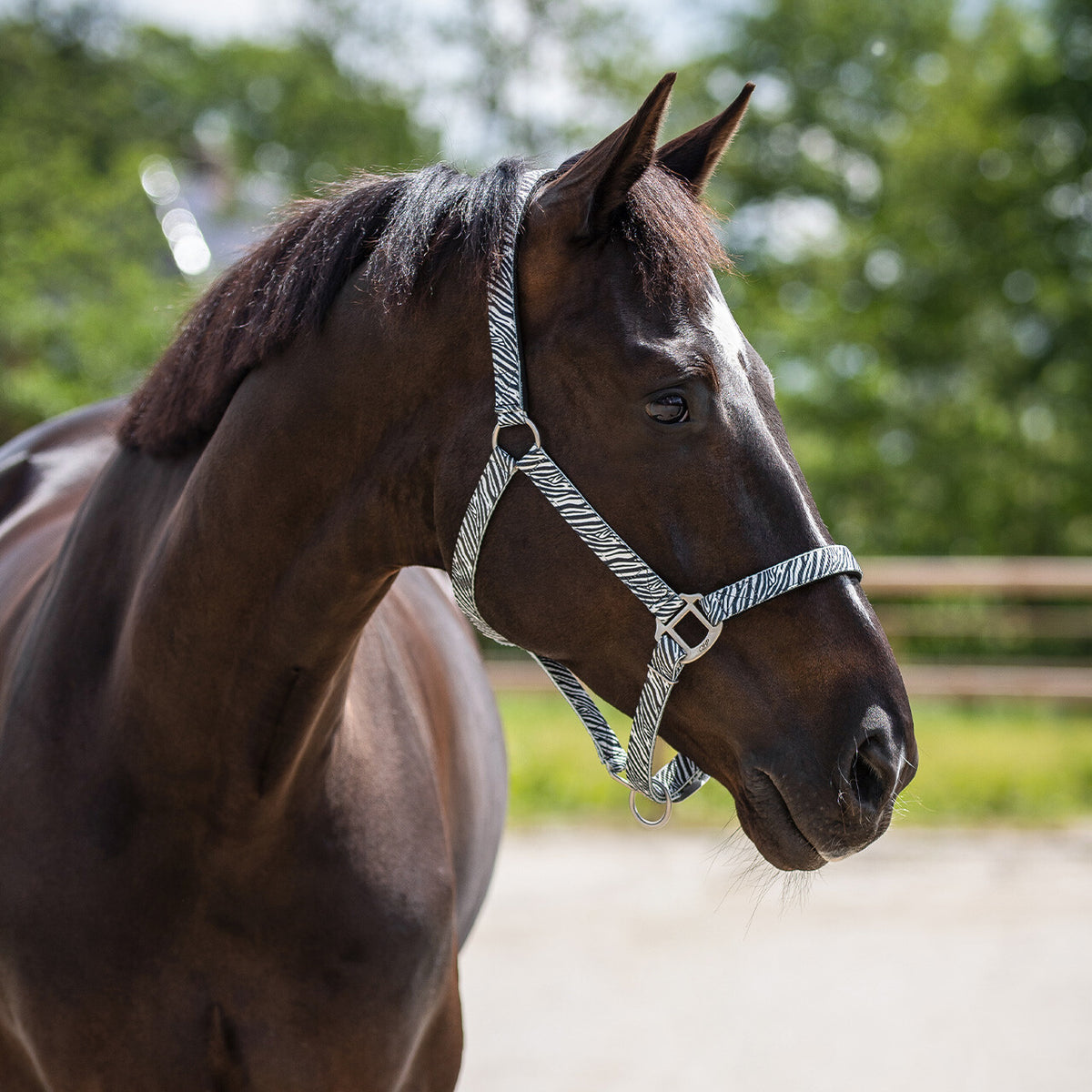 Head collar with lining