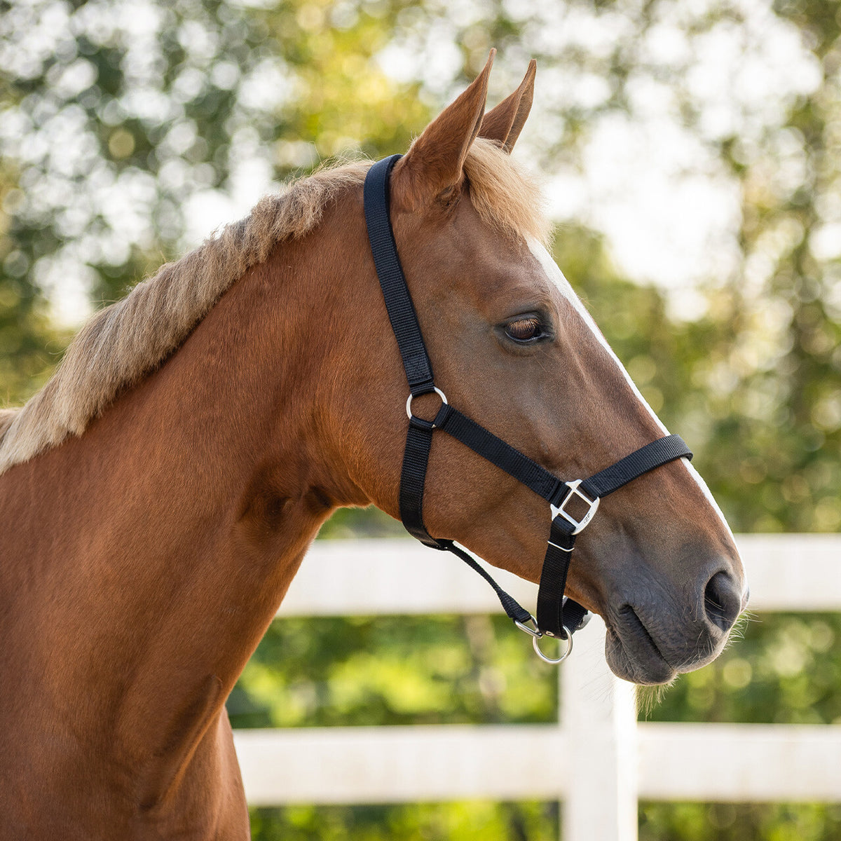 Head collar with lining